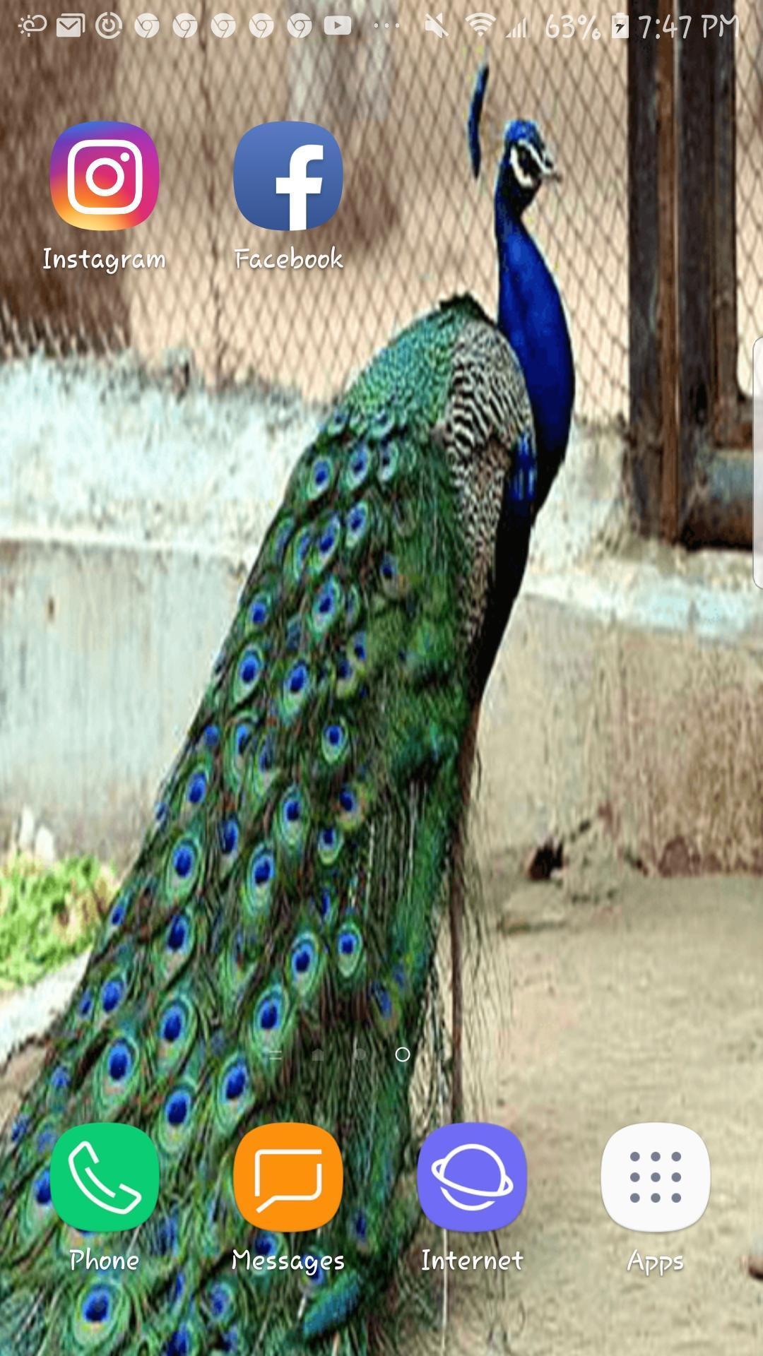 1080x1920 Peacock Beautiful HD Wallpaper for Android