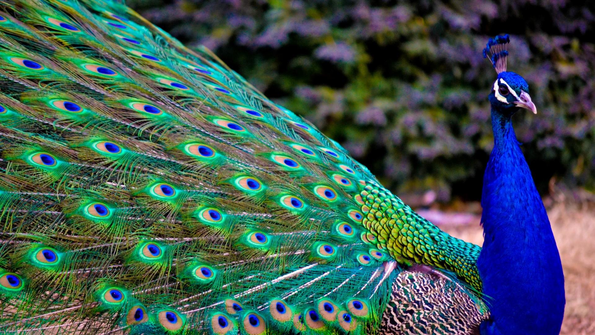 1920x1080 Peacock Wallpaper For Laptop Live Wallpaper HD