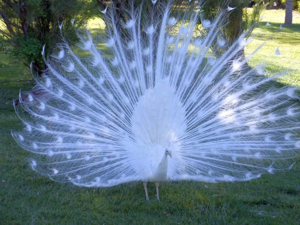 1024x768 Beautiful Wallpaper Birds Peacock