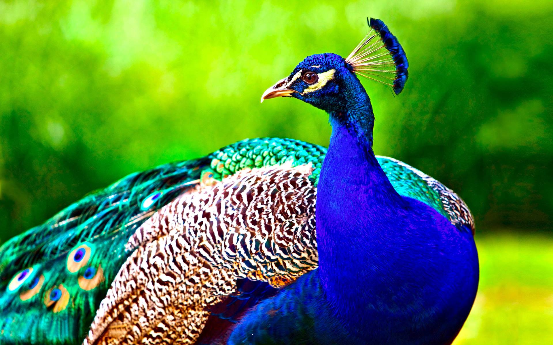 1920x1200 Most Beautiful Peacock Bird HD Wallpaper