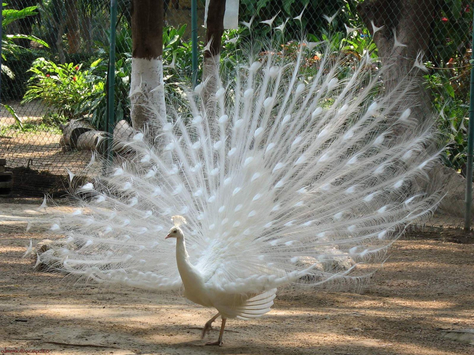 1600x1200 Desktop Beautiful Peacock Wallpaper