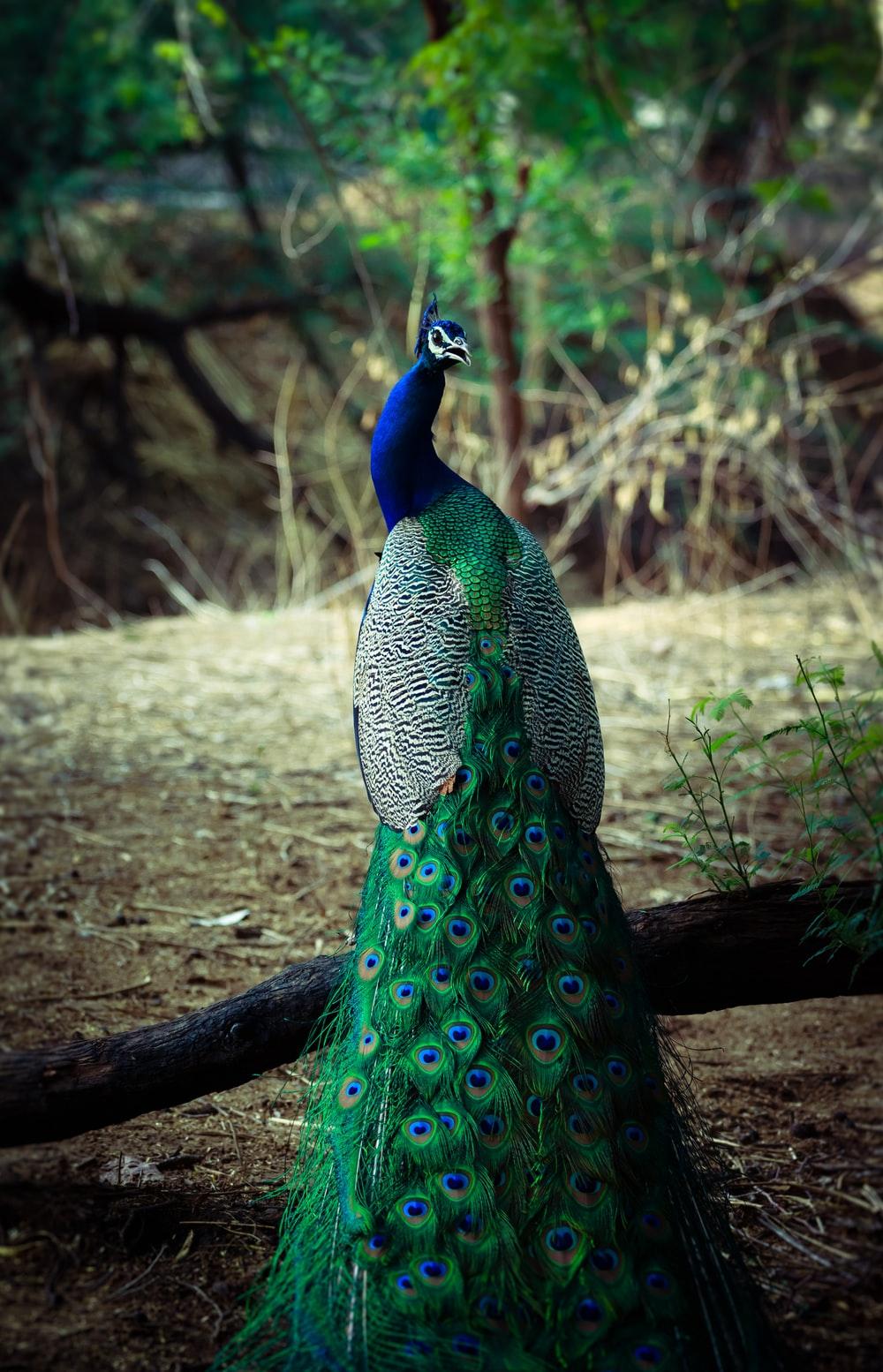 1000x1554 Peacocks Picture. Download Free Image