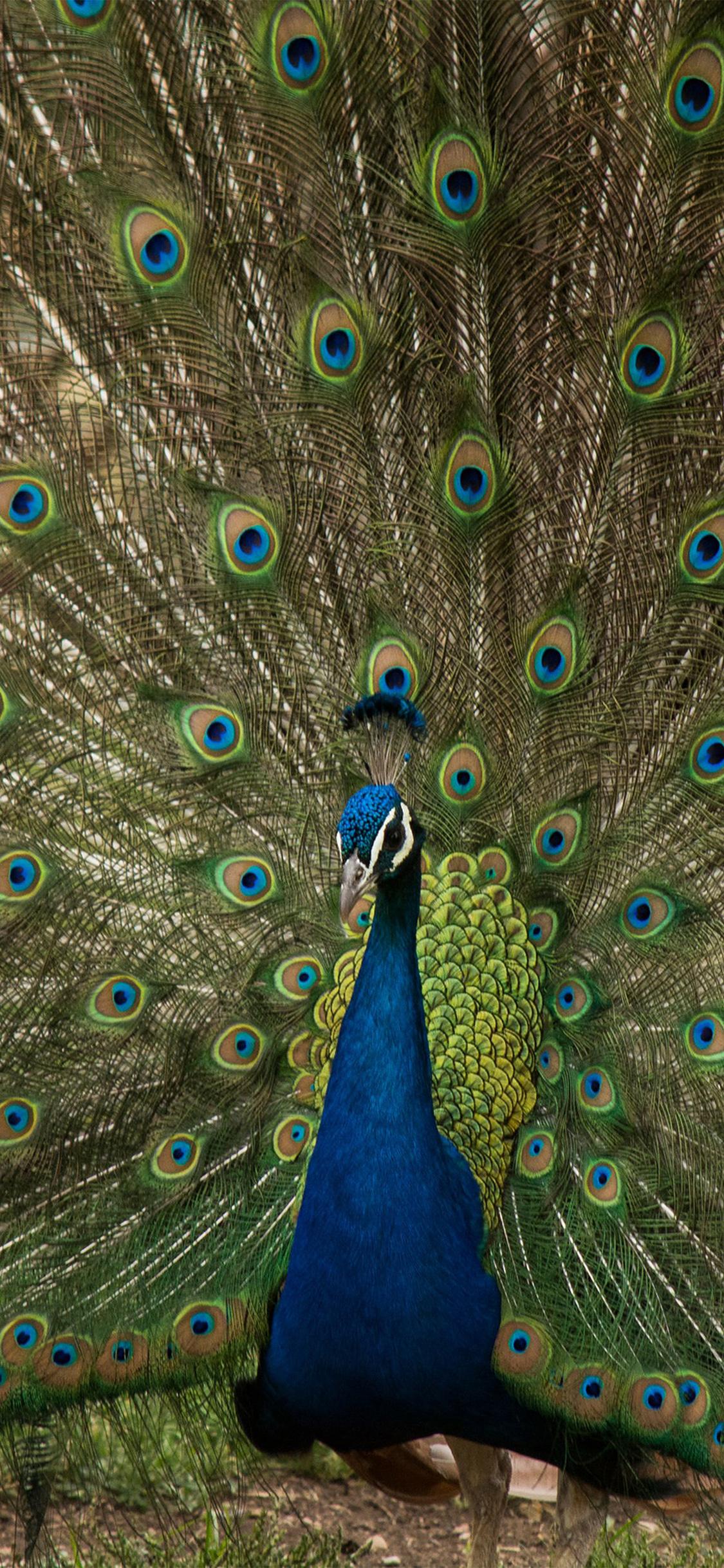 1125x2436 Peacock Animal Beautiful Nature Wallpaper