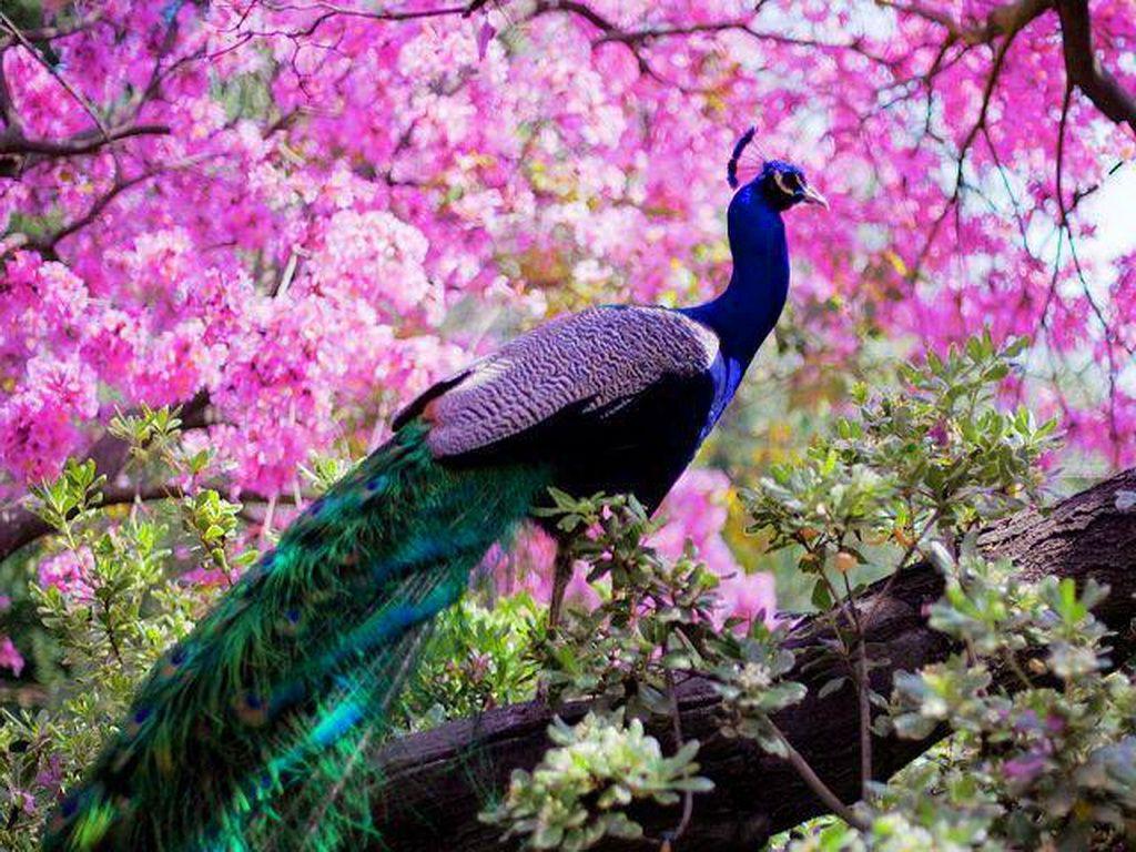 1024x768 Peacocks Wallpaper