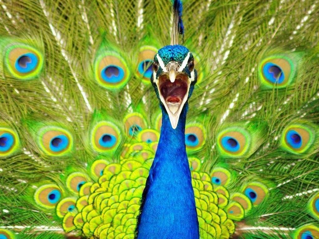 1024x768 Most Beautiful And Sweet Peacock Wallpaper In HD