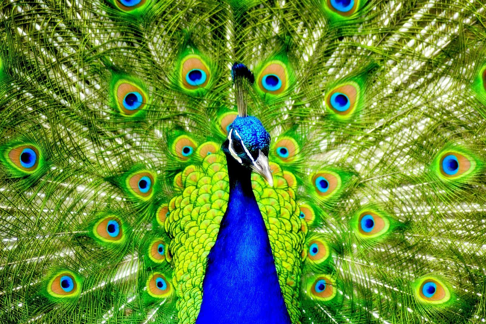 1600x1067 Free download World Most Beautiful Bird Peacock Wallpaper SA Wallpaper [1600x1067] for your Desktop, Mobile & Tablet. Explore Beautiful Peacock Wallpaper. Peacock Wallpaper, Free Peacock Wallpaper, Peacock Wallpaper for Homes