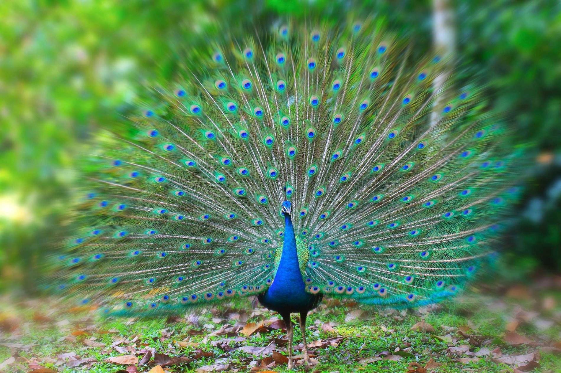 1900x1266 Collection of beautiful rare full HD peacock wallpaper