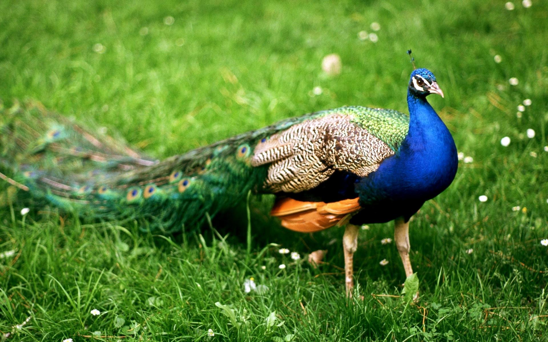 1920x1200 Beautiful Peacock bird wallpaper