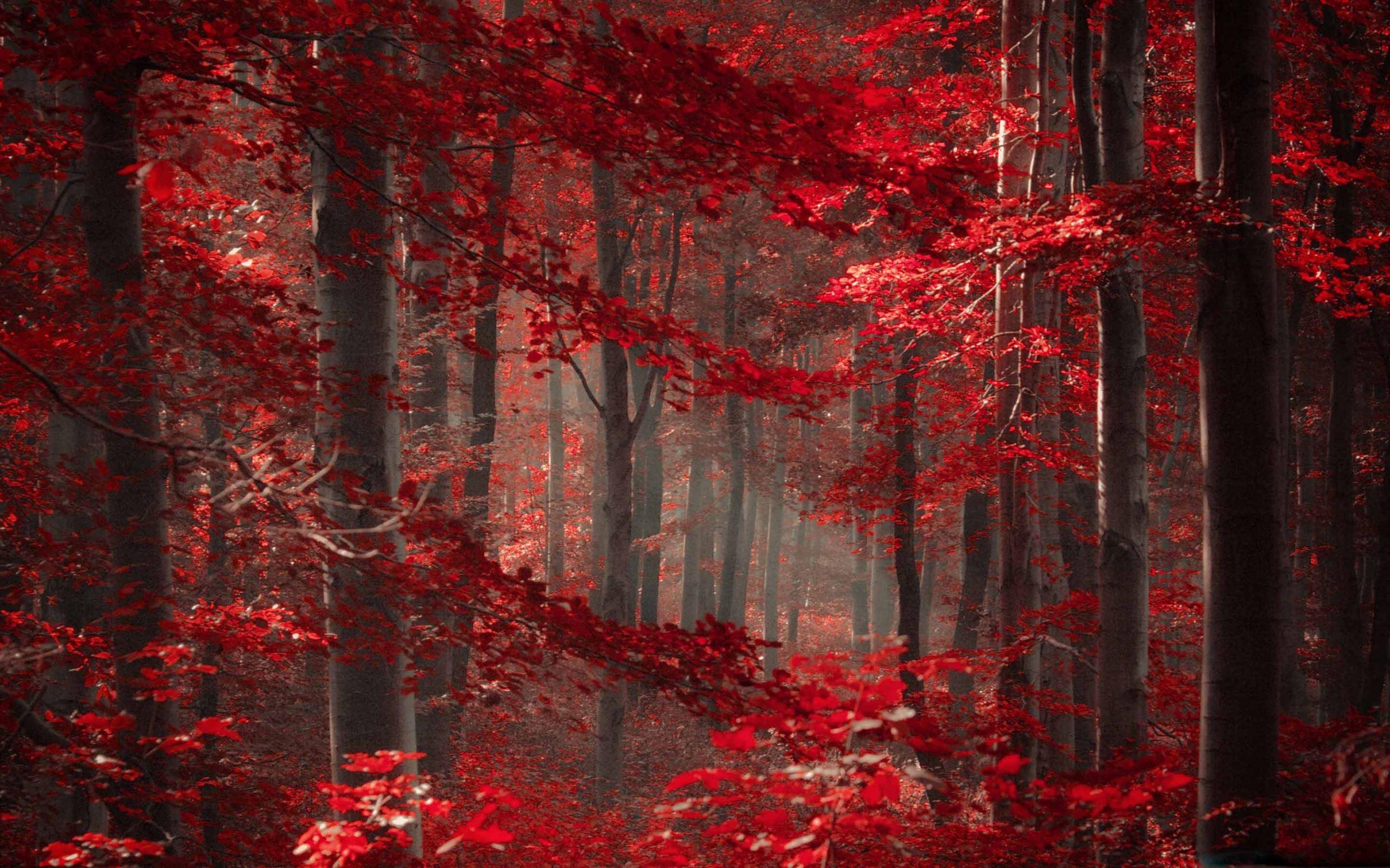 2560x1600 Best Enchanted Mac Wallpaper Free HD Download