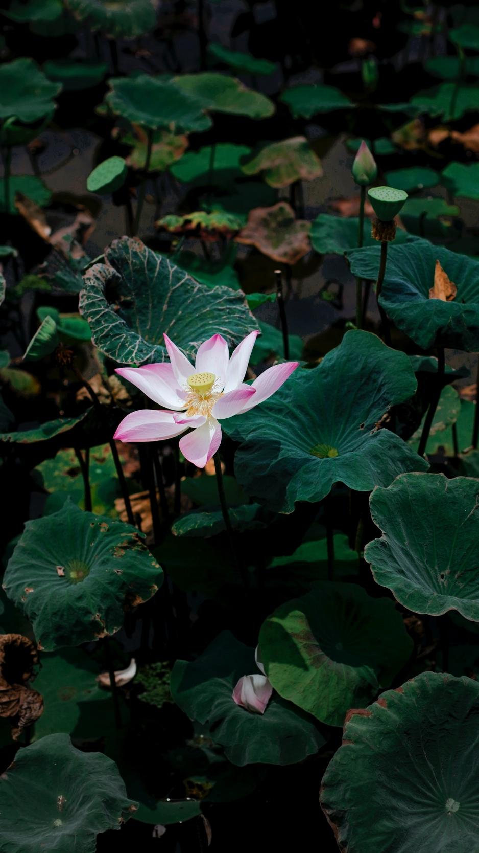 938x1668 Wallpaper Lotus, Flower, Leaves, Lake Wallpaper Lotus Flowers