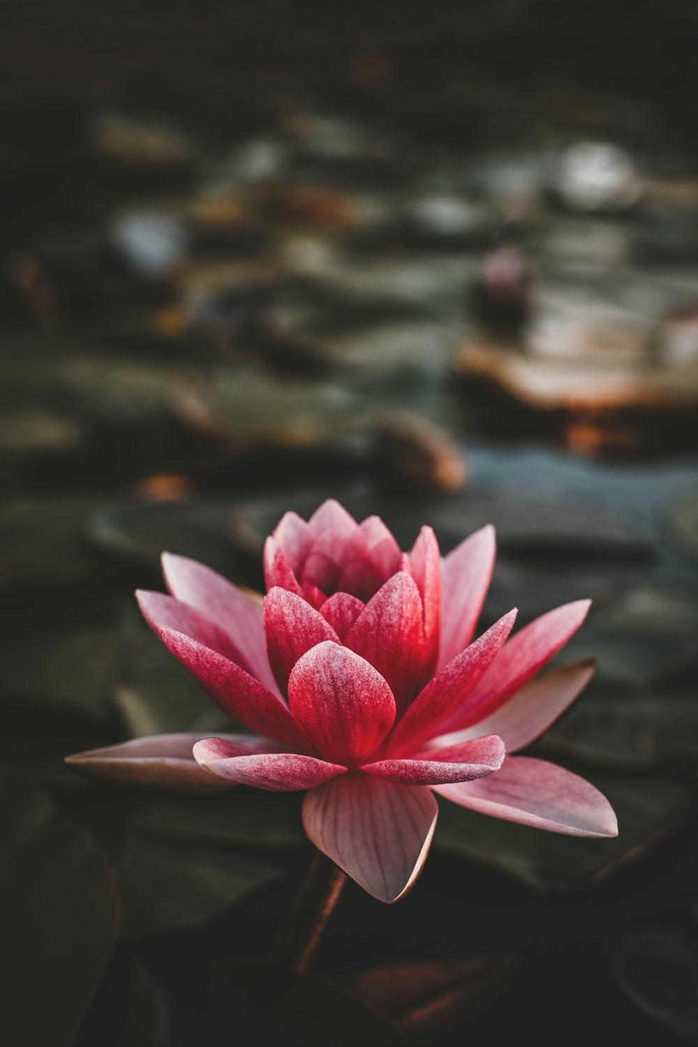 1000x1500 Lotus Flower Picture. Download Free Image