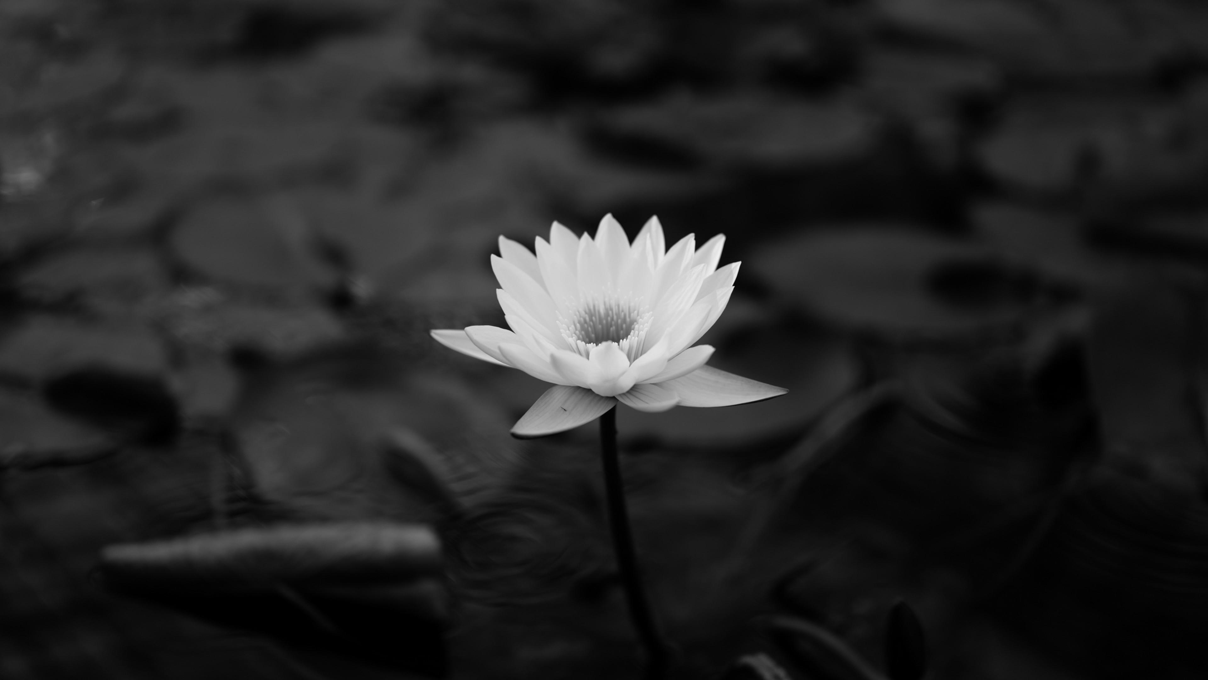 3840x2160 Lotus flower HD Wallpaper 4K Ultra HD