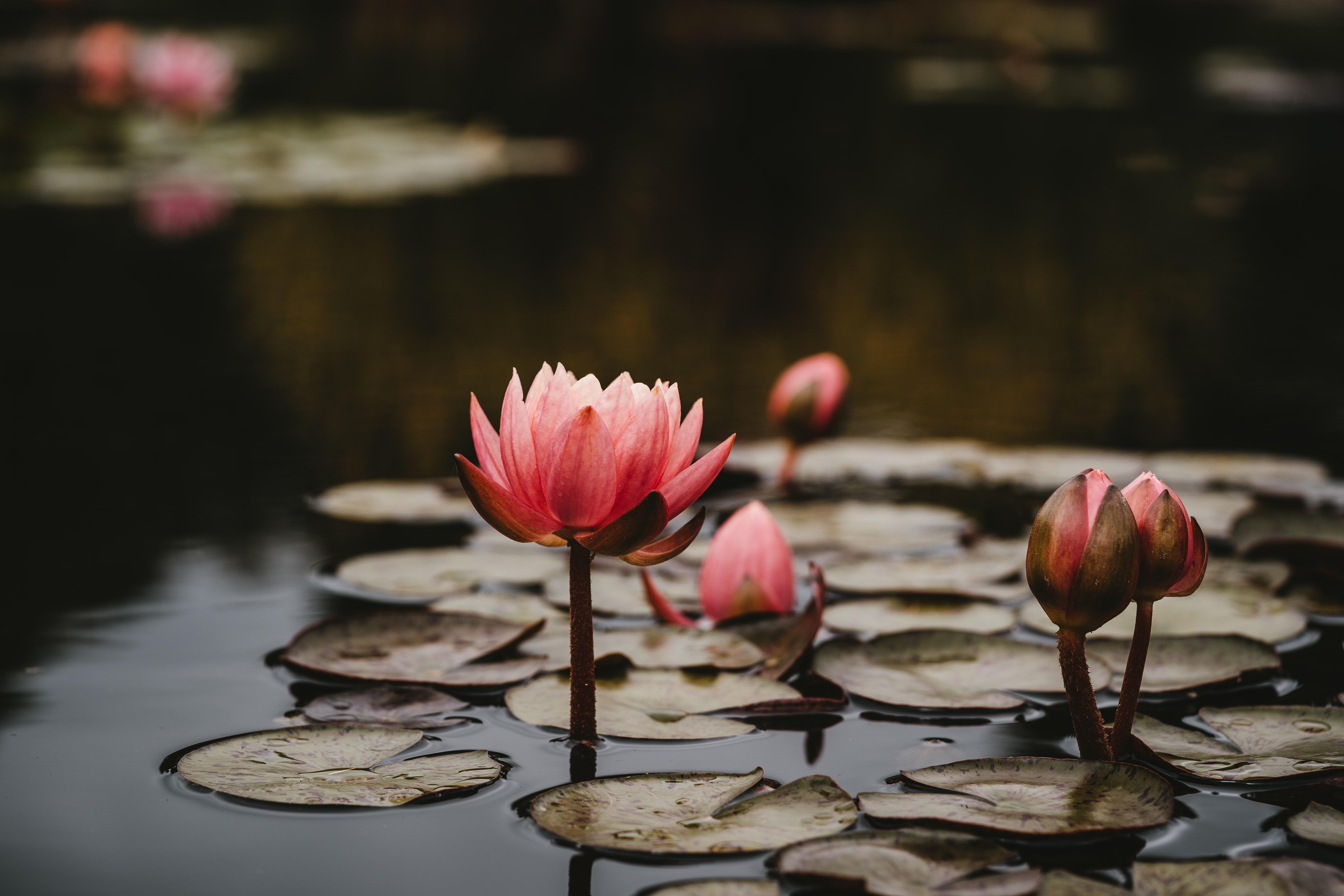 6000x4000 Lotus 4K wallpaper