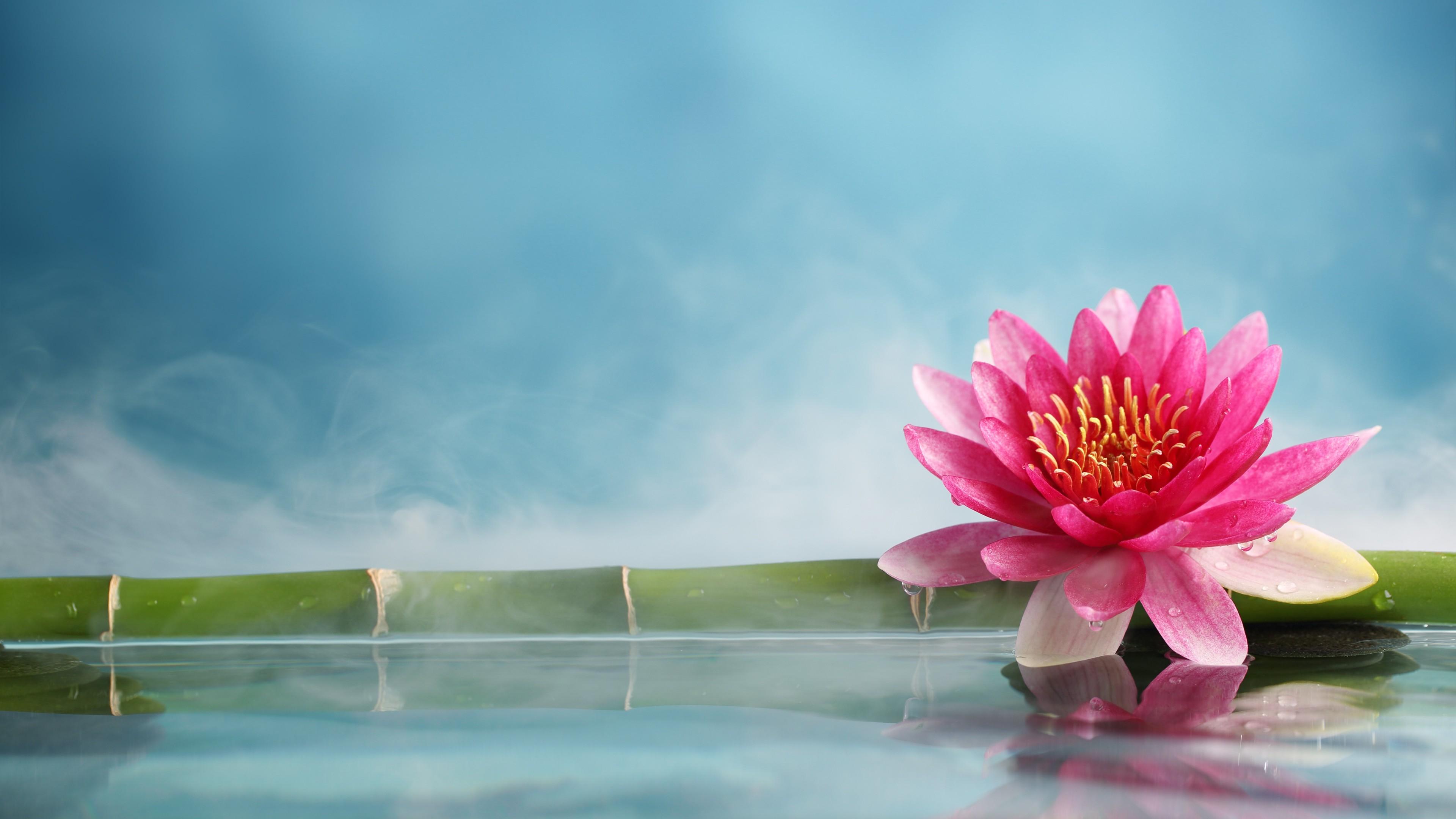 3840x2160 Wallpaper lotus, flower, bamboo, water, 5k, Nature