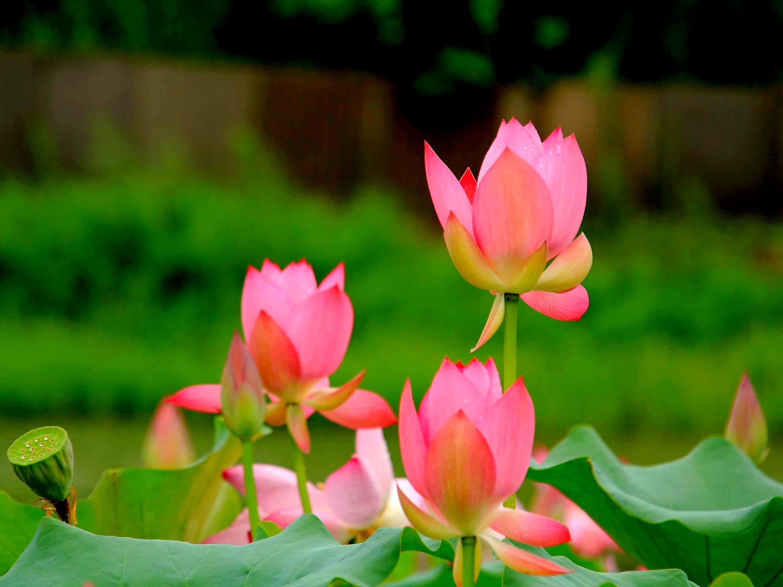 2560x1920 Lotus Flower HD Wallpaper