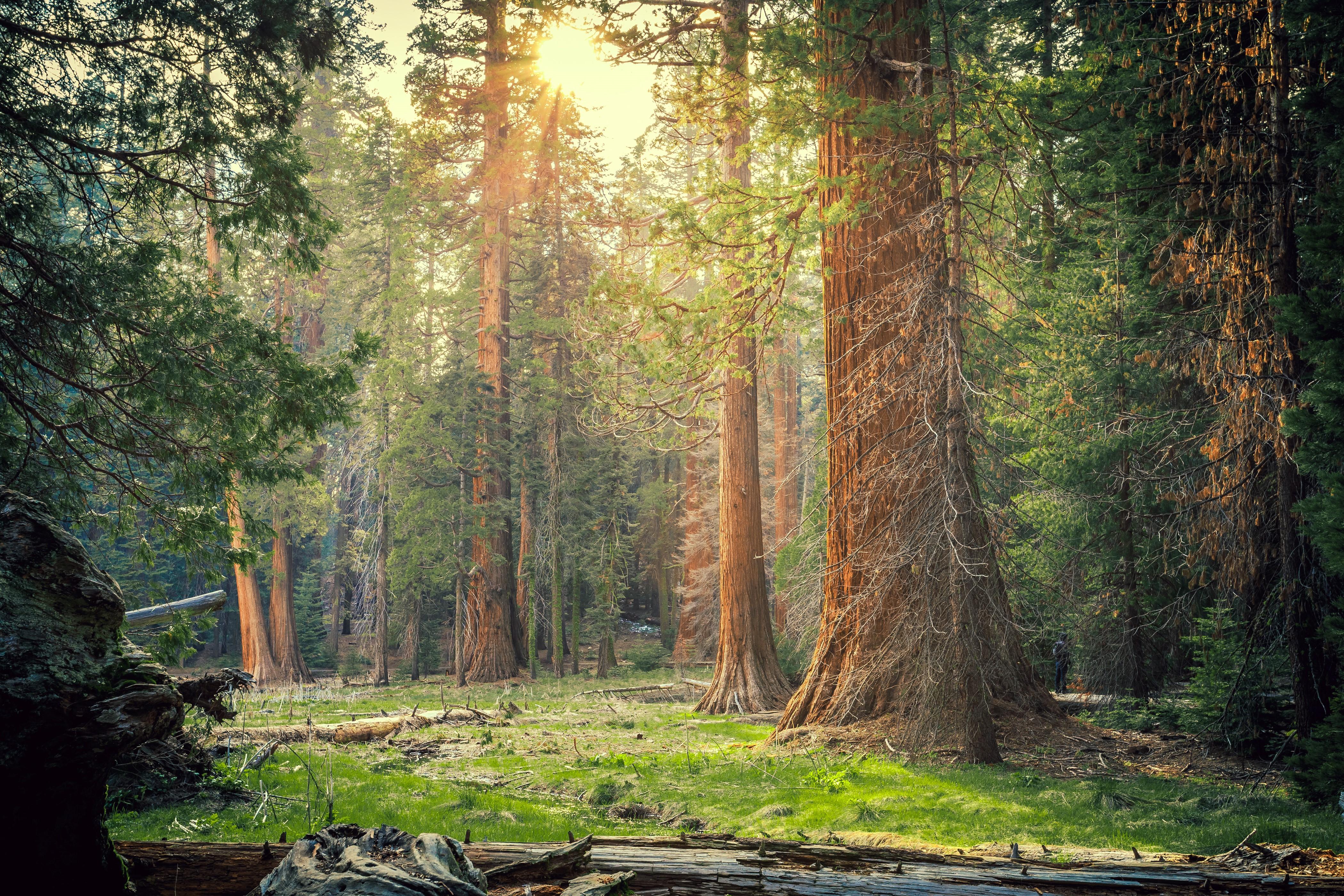 4200x2800 4K, Sequoia National Park, USA, Parks, Forests, California, Trees. Mocah HD Wallpaper