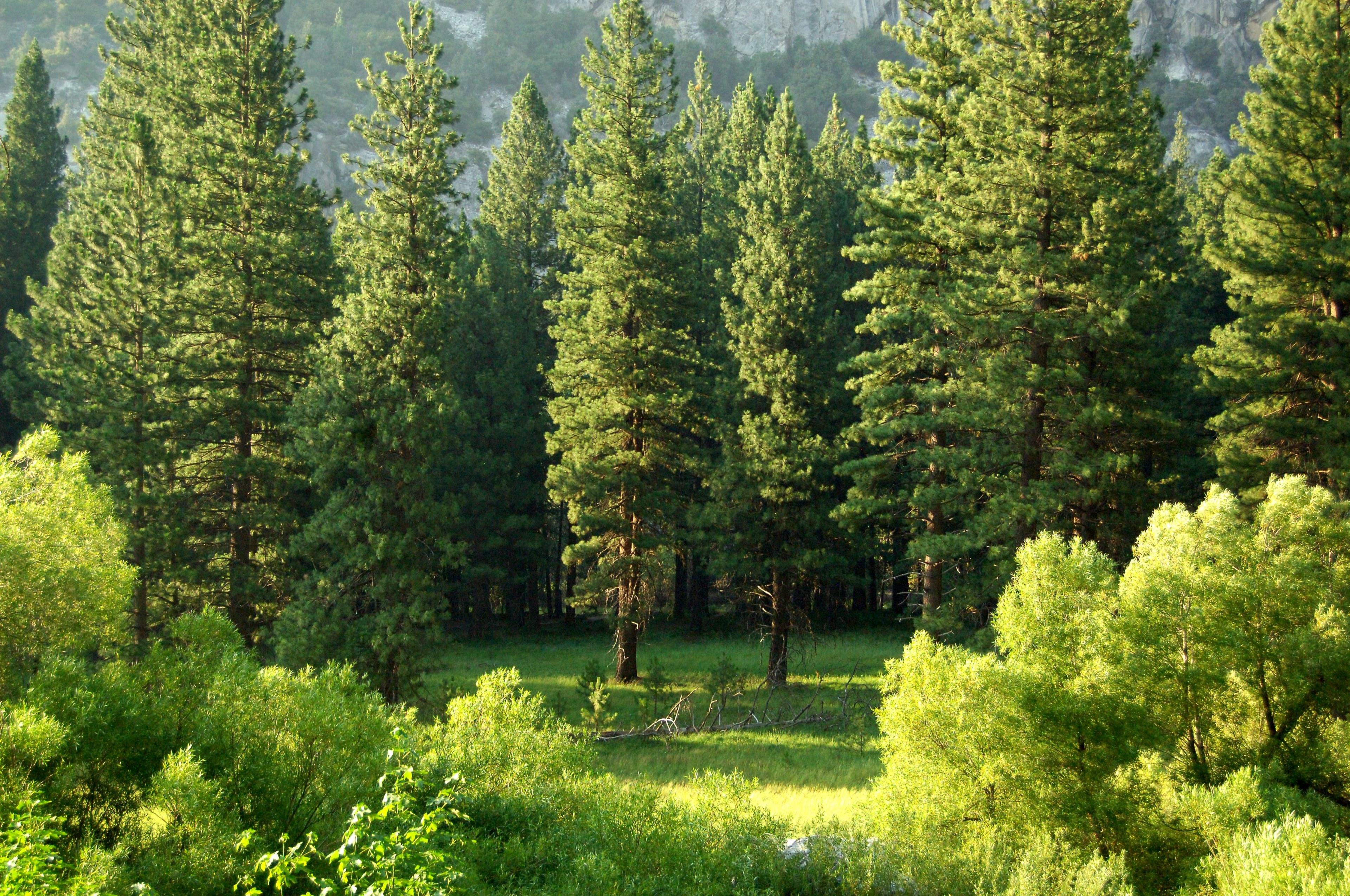 3840x2550 Wallpaper / beautiful tall green trees in a forest park area, _kings canyon national park 4k wallpaper