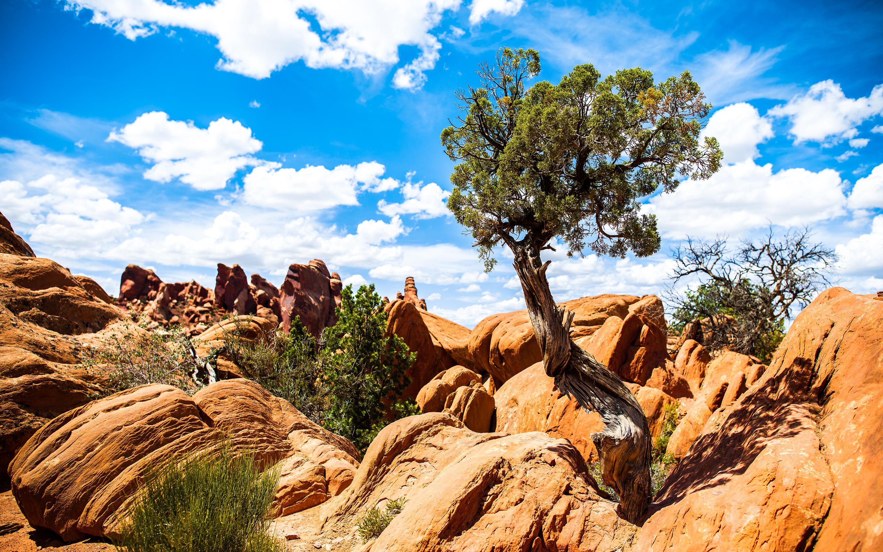 2880x1800 12++ Nature Park HD Wallpaper Download