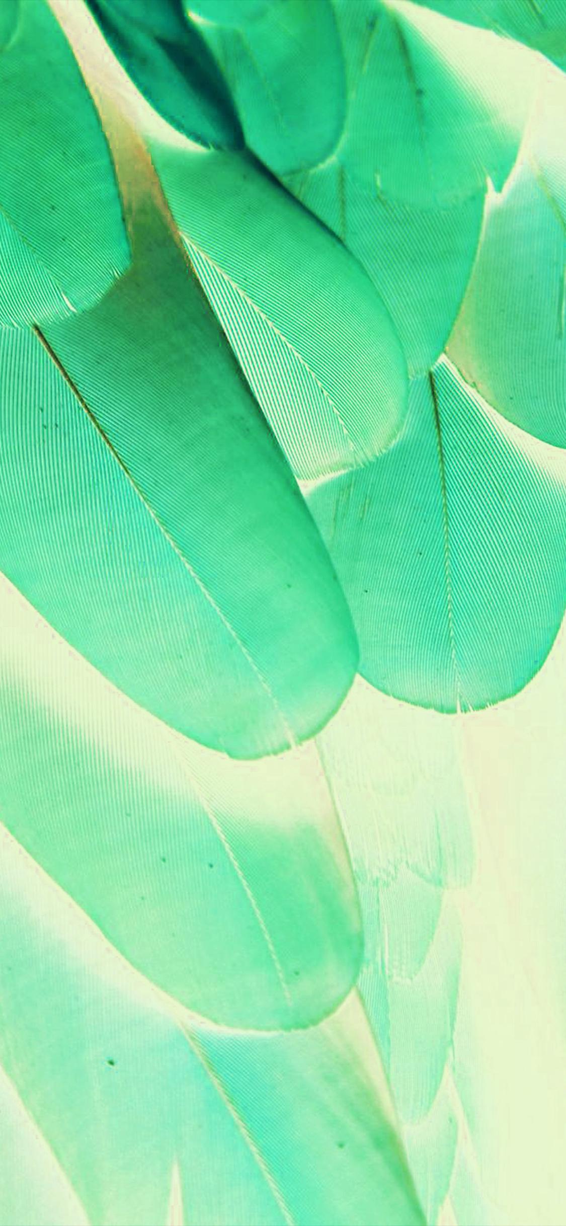 1125x2436 Meizu Feathre Green Blue Nature Texture Animal Pattern Wallpaper