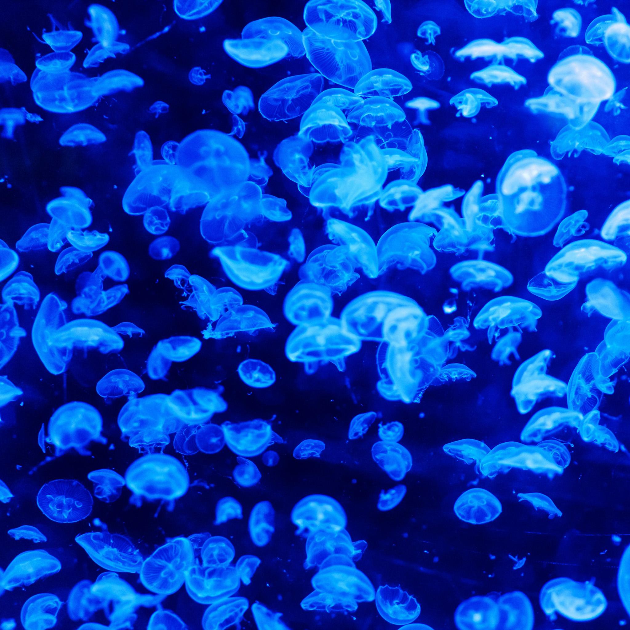 2048x2048 Animal Sea Ocean Blue Jellyfish Pattern Wallpaper