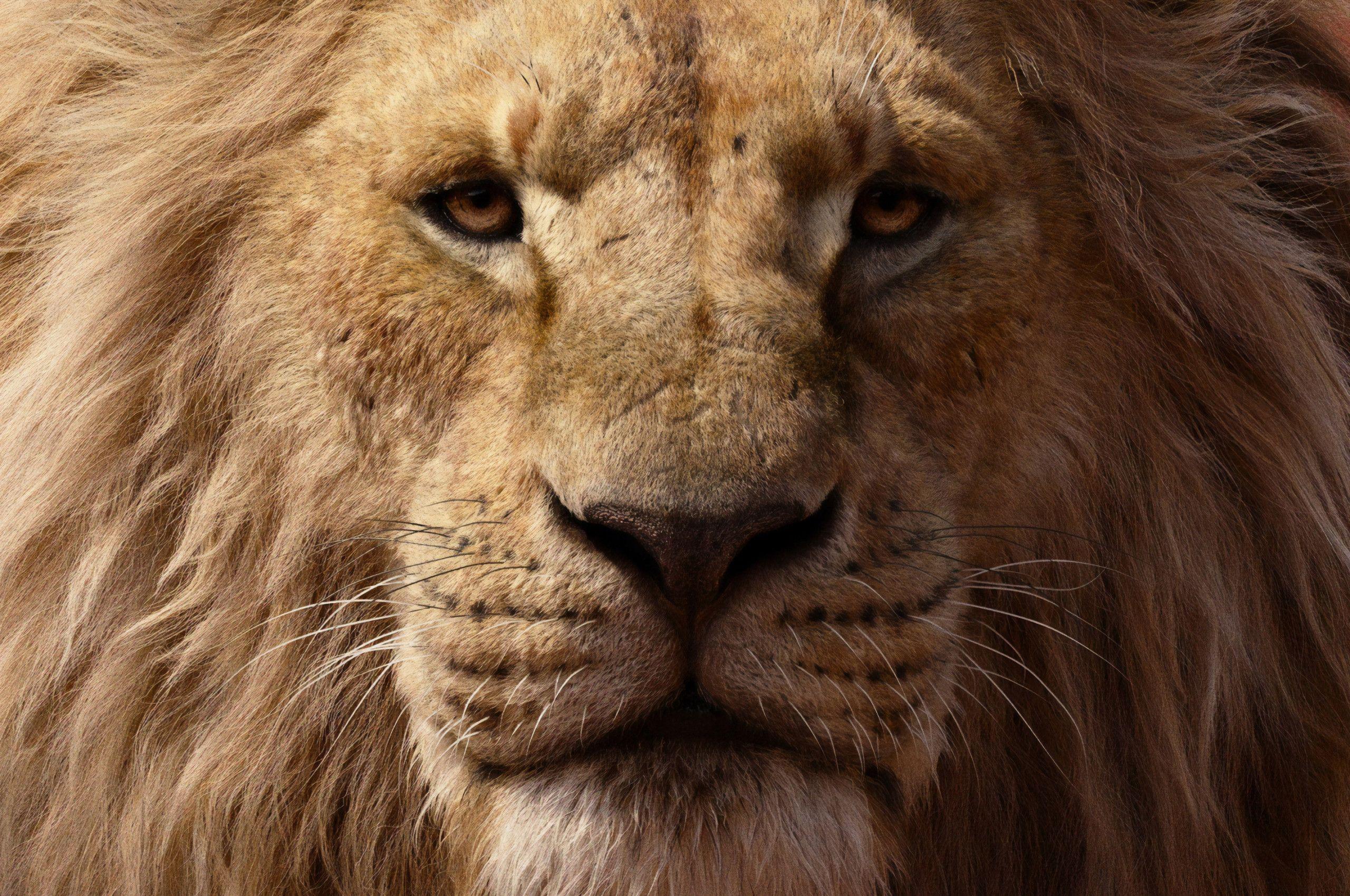 2560x1700 Mufasa 2019 Wallpaper