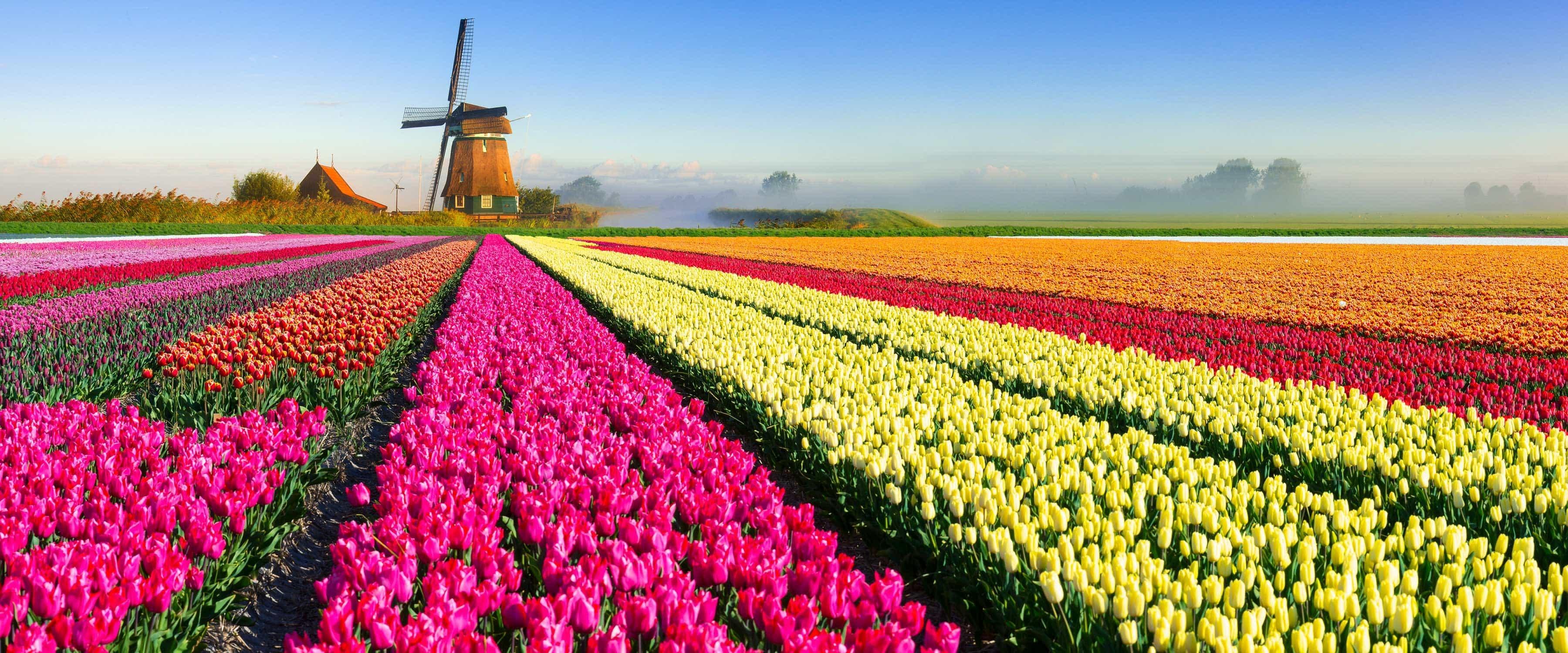 Holland Flowers Wallpapers Top Free Holland Flowers Backgrounds