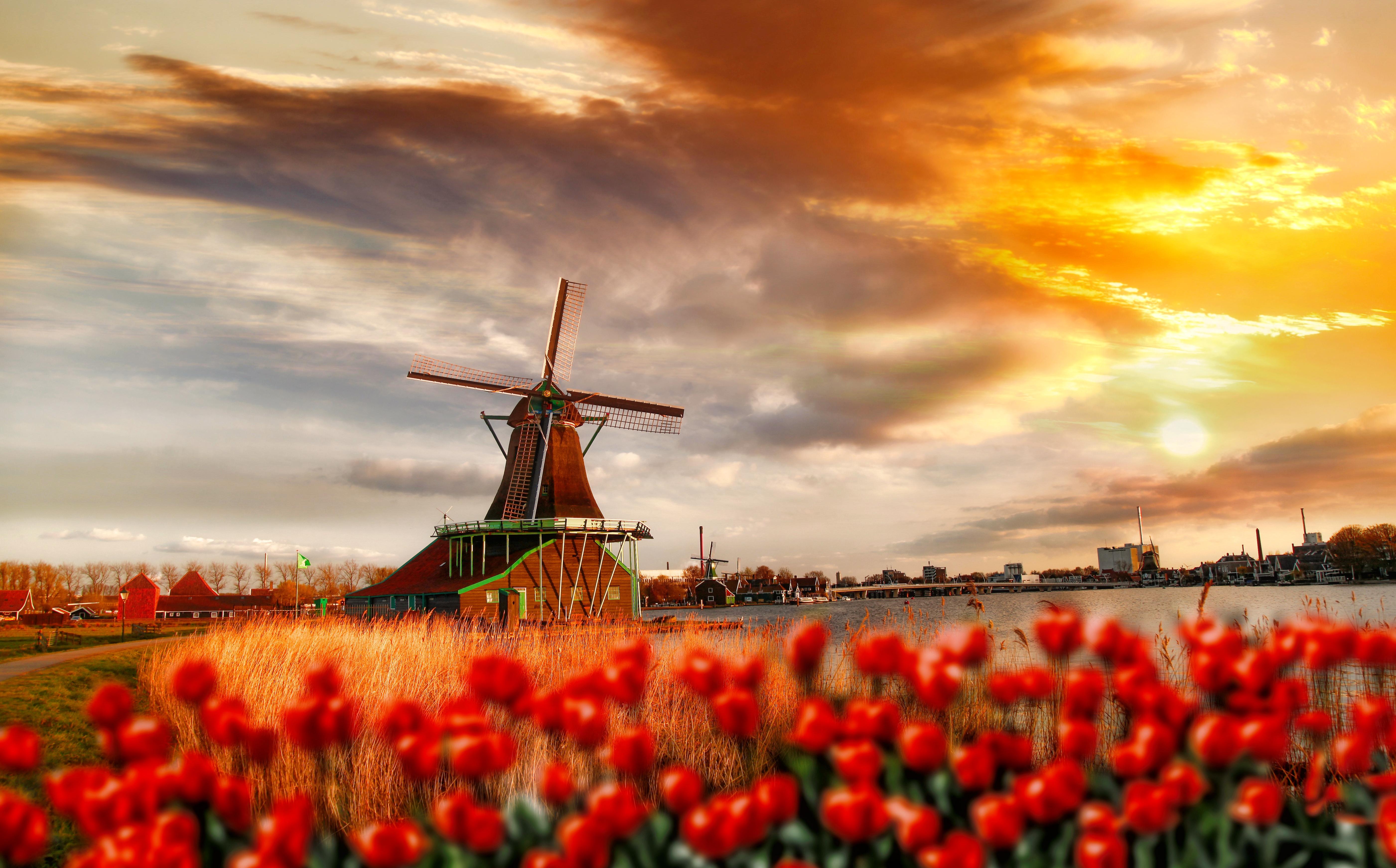 5604x3486 traditional, dutch, beautiful, amsterdam, clouds, sky, wundmill, holland, flowers, tulips