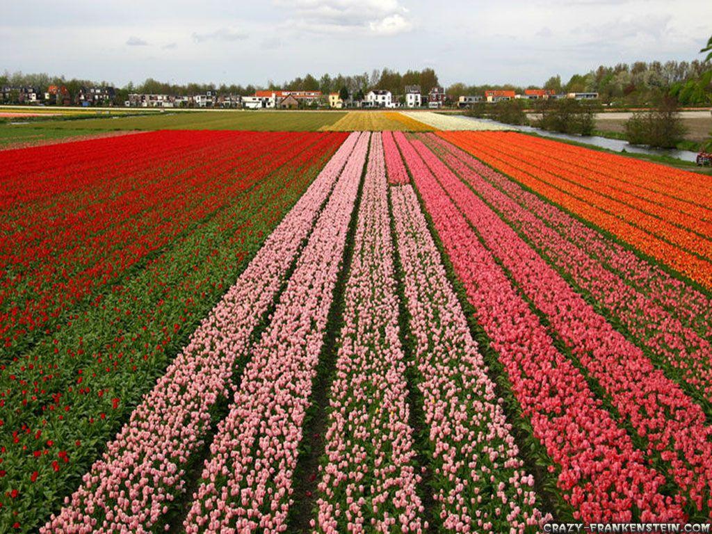 1024x768 Tulips from Holland Apple Mac Desktop Wallpaper HD Dutch Flowers. Tulip fields, Welcome to holland, Tulips garden