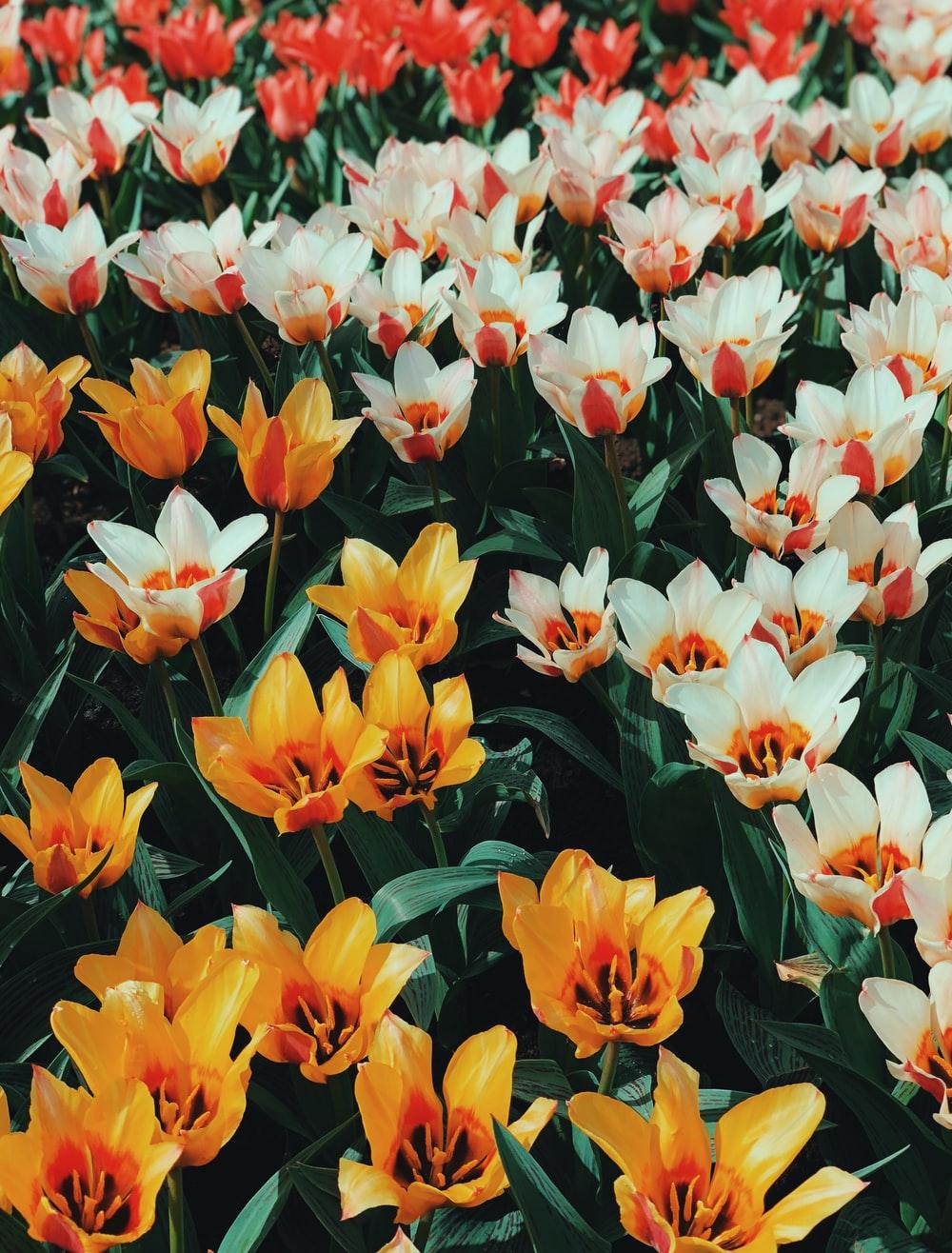 1000x1316 Dutch Tulip Field Picture. Download Free Image