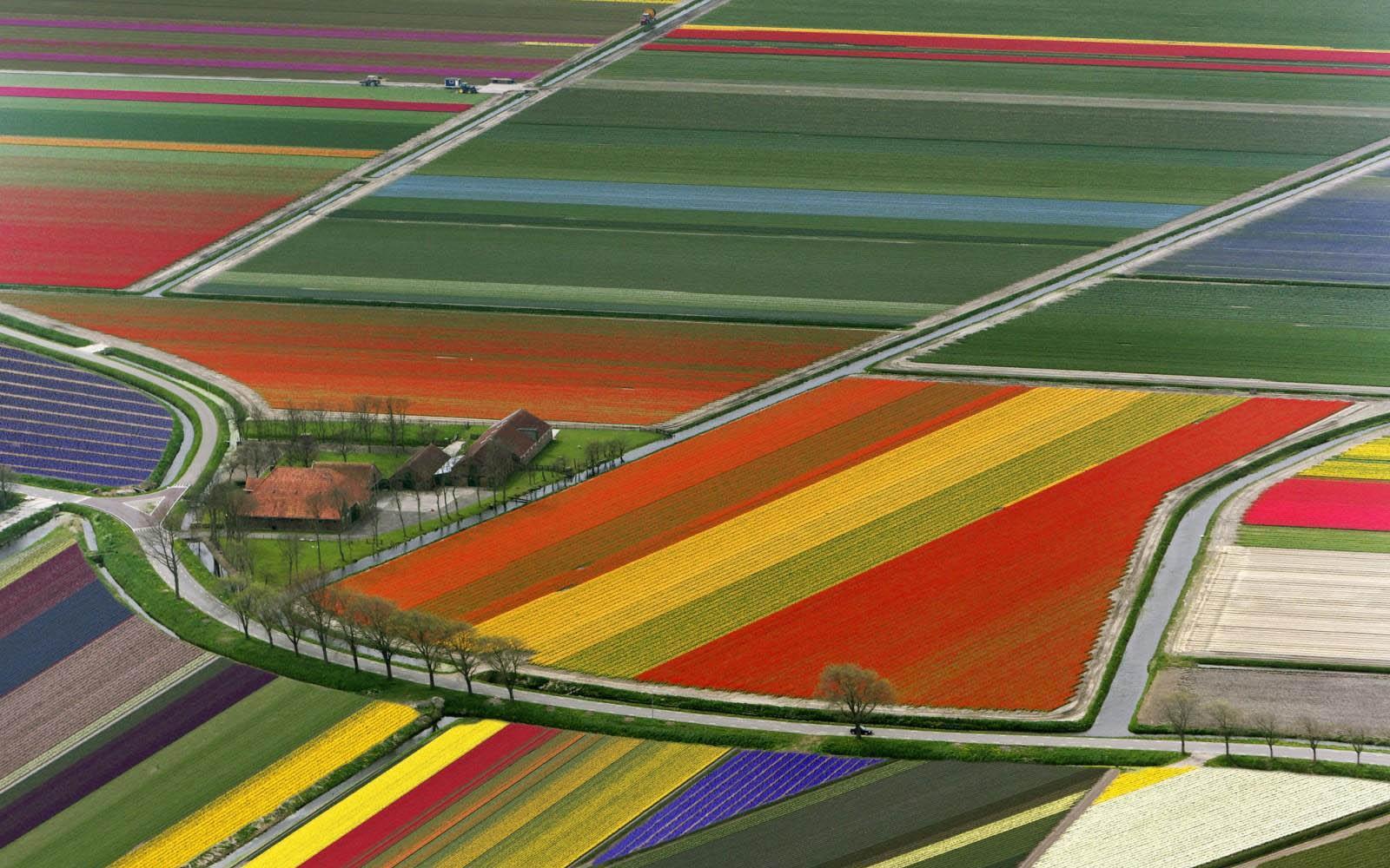 1600x1000 XS Wallpaper HD: Netherlands Flower Fields