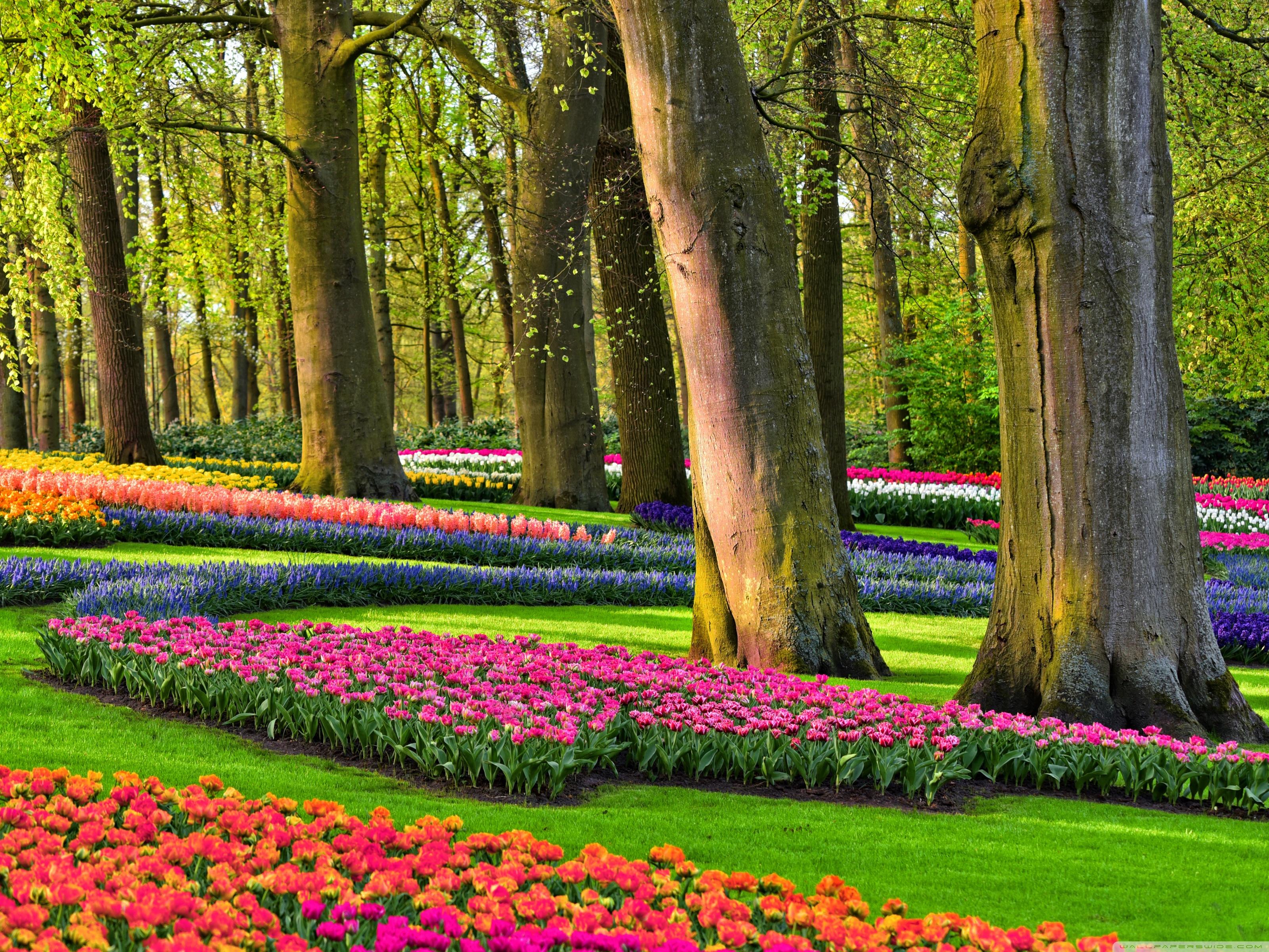 3200x2400 Colorful Spring Gardens, Holland, Netherlands Ultra HD Desktop Background Wallpaper for 4K UHD TV : Widescreen & UltraWide Desktop & Laptop : Tablet