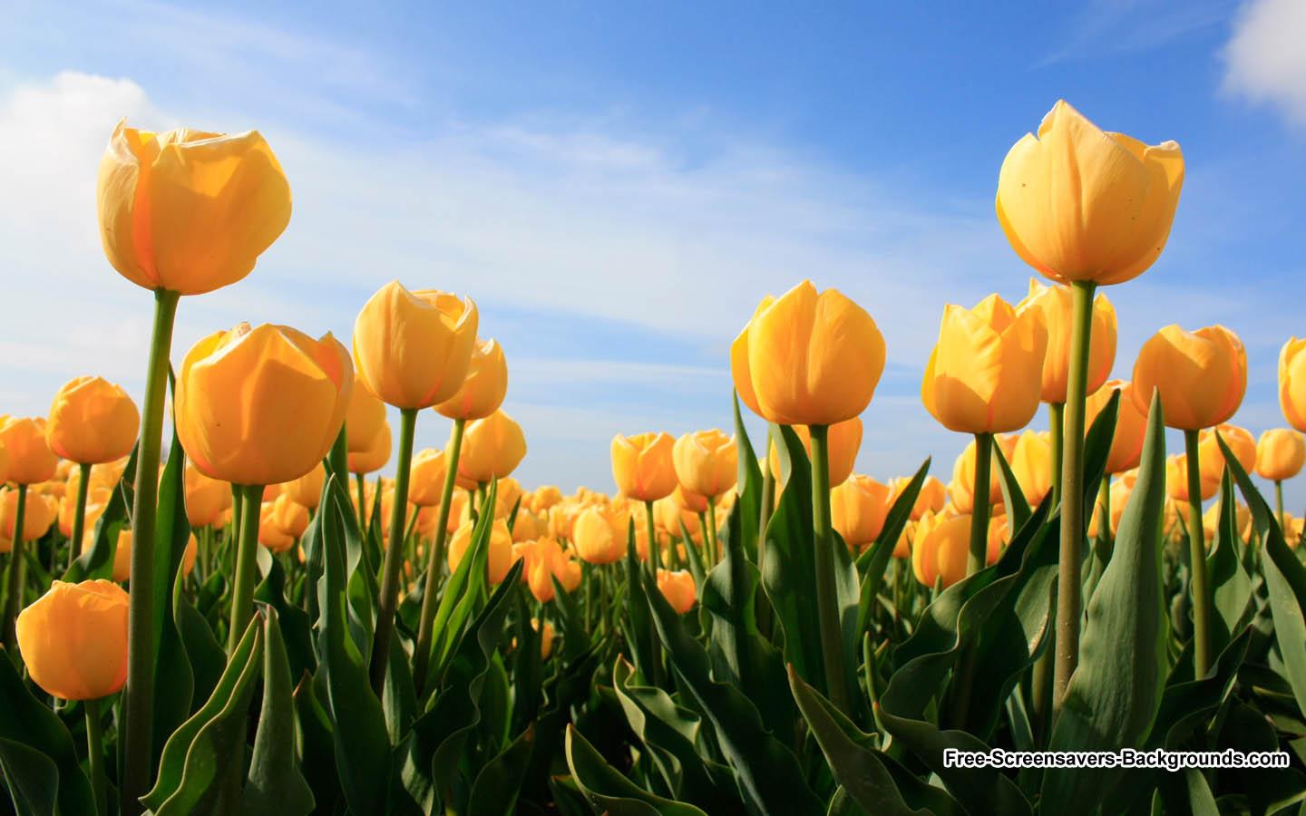 1440x900 Free download Beautiful Tulip Flowers Background from Holland [1440x900] for your Desktop, Mobile & Tablet. Explore Free Wallpaper Roses. Flower Wallpaper, Wallpaper Yellow Roses