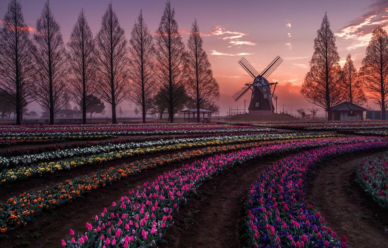 1332x850 Wallpaper field, trees, flowers, spring, the evening, Netherlands, Holland, tulpani, windmill image for desktop, section природа