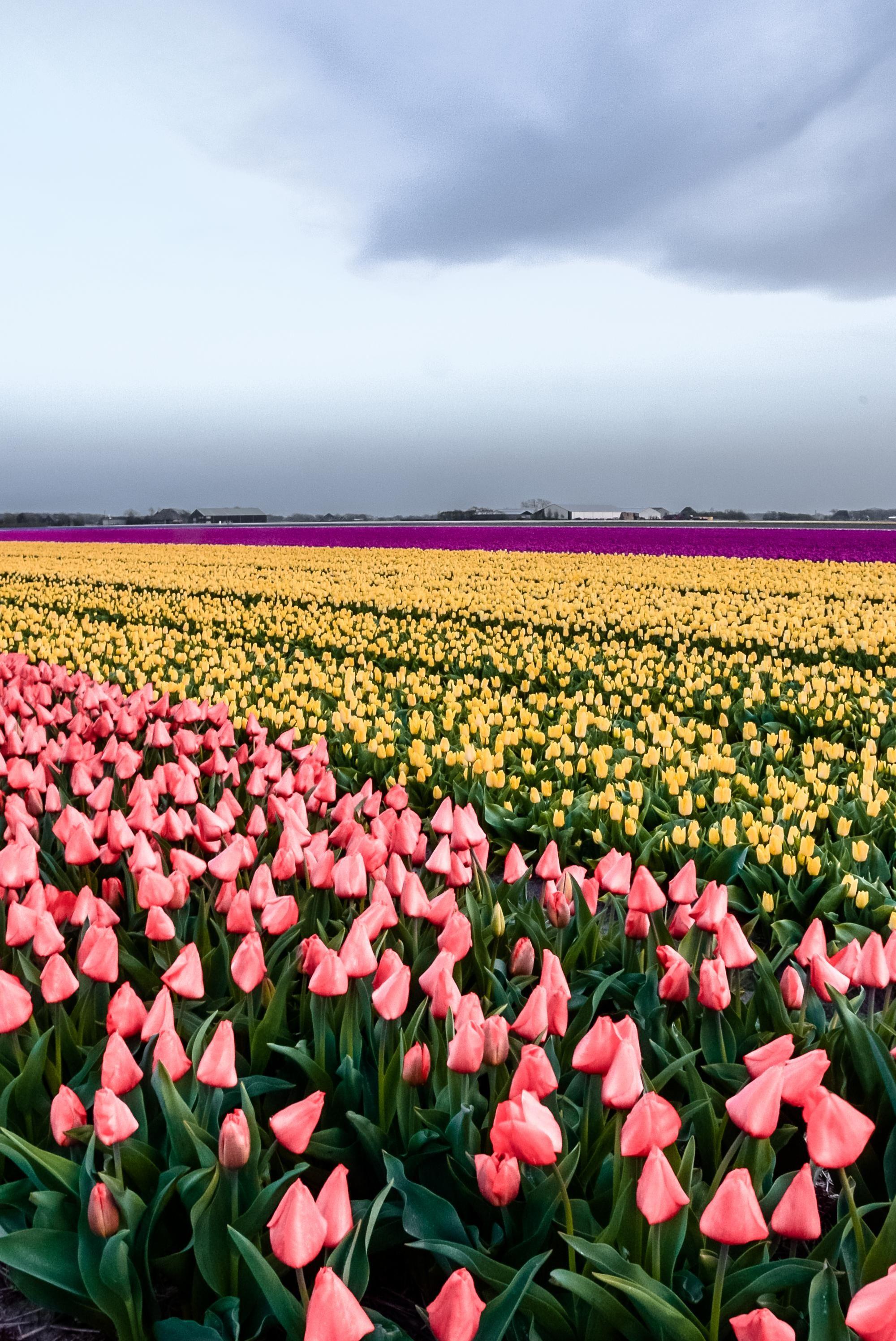 2000x2992 The tulip fields in The Netherlands [OC] #Beautiful #Nature #Flower #Art #Cities #City #Travel. Tulip fields, Field wallpaper, Tulips