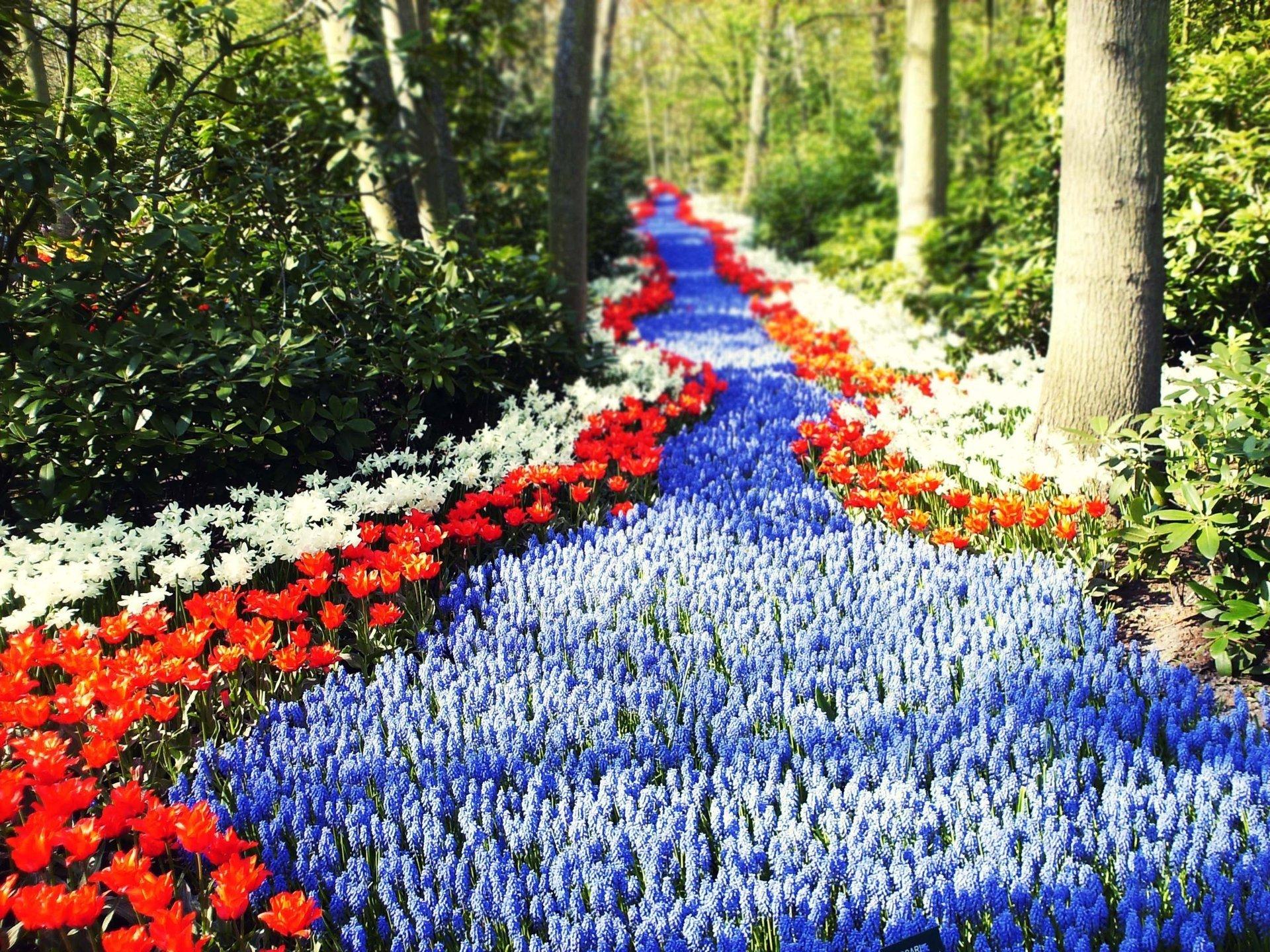 1920x1440 Holland flowers the sun tulips path road HD wallpaper