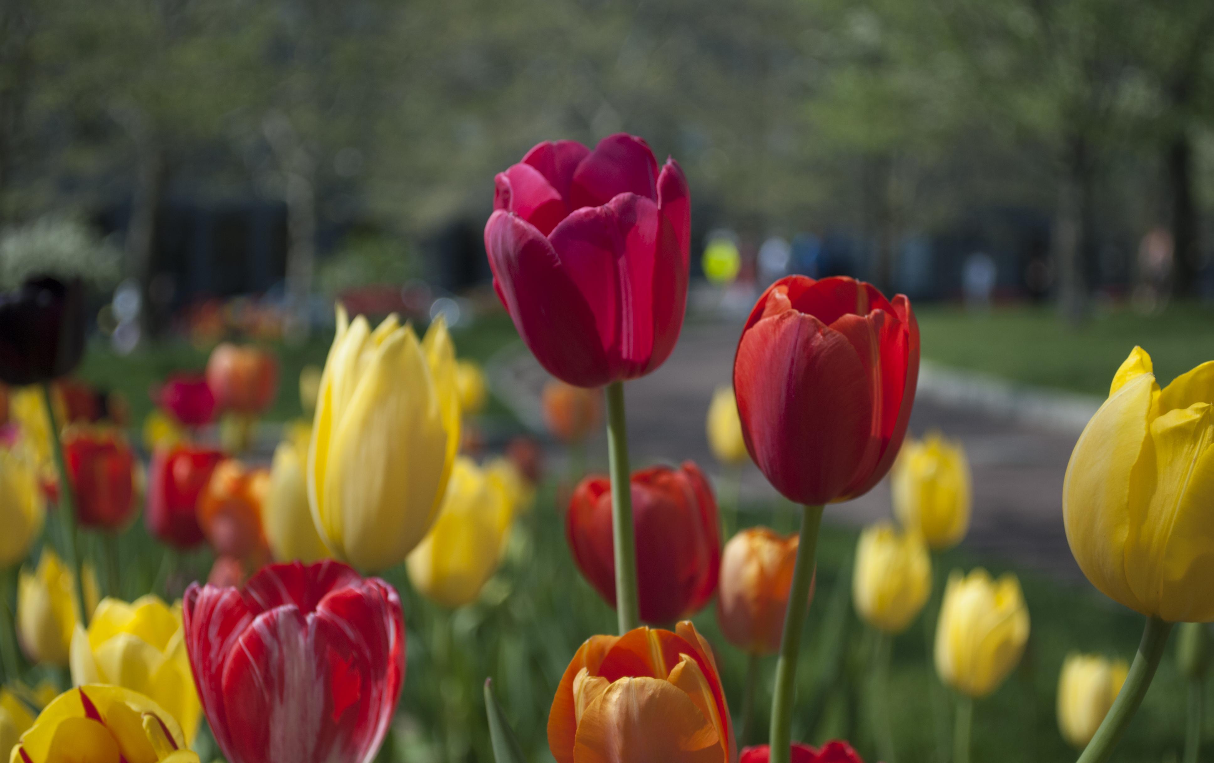 3872x2434 Red and Yellow Flowers · Free