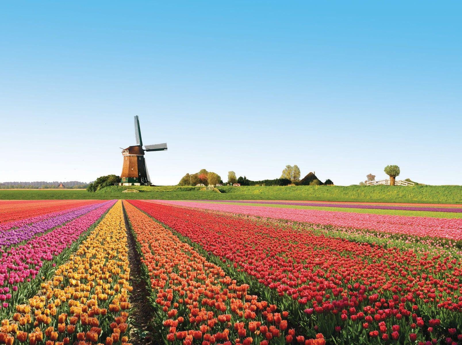 1607x1200 Tulip Farm Wallpaper