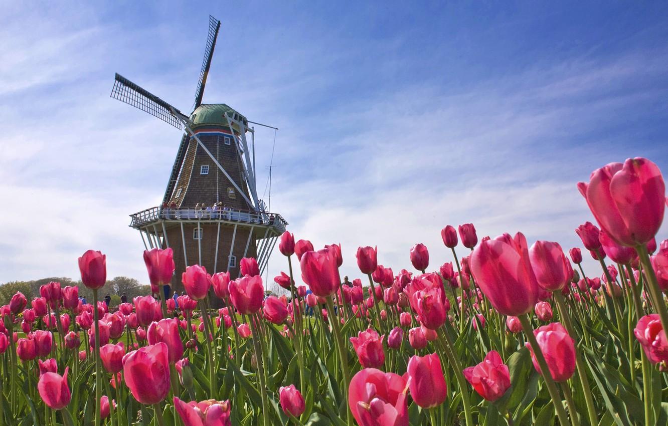 1332x850 Wallpaper field, mill, tulips, Netherlands, Holland image for desktop, section цветы