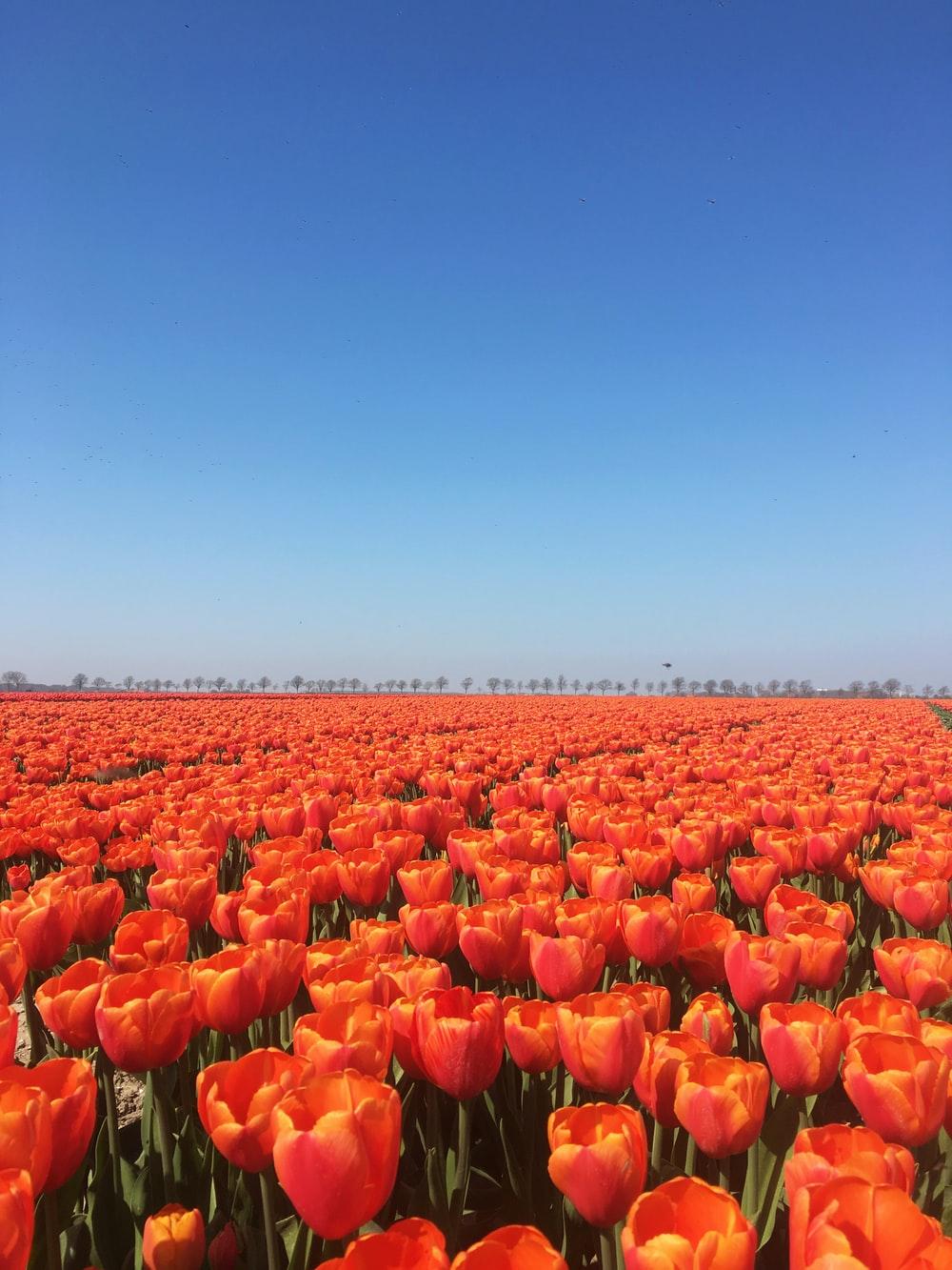 1000x1333 orange flowers photo