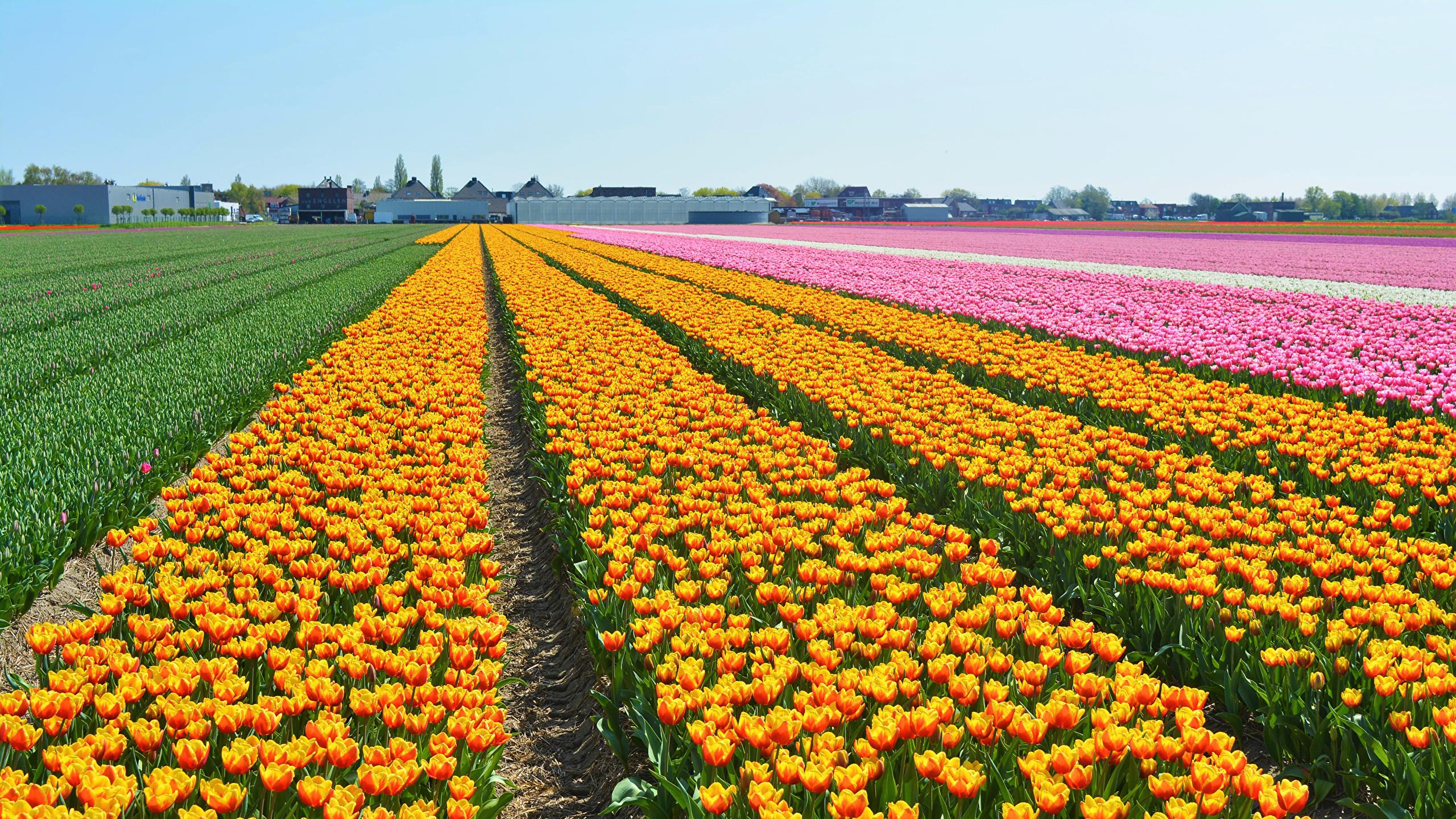 Holland Flowers Wallpapers - Top Free Holland Flowers Backgrounds ...