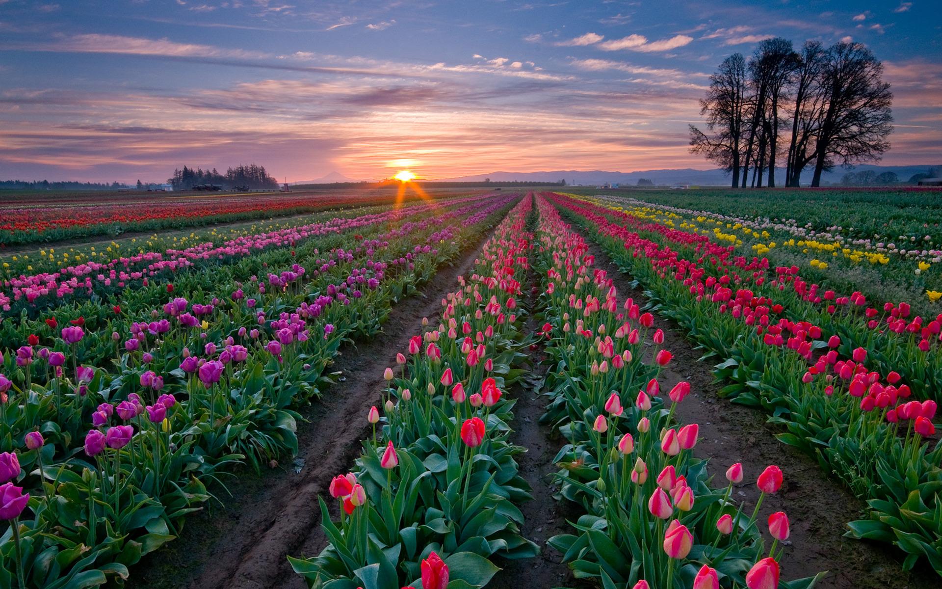 1920x1200 flowers. I Like To Waste My Time