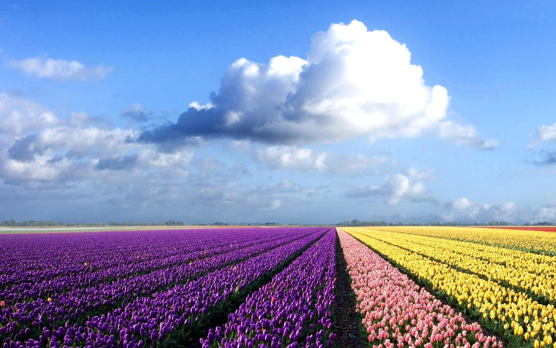 1920x1200 Purple Flower wallpaper HD