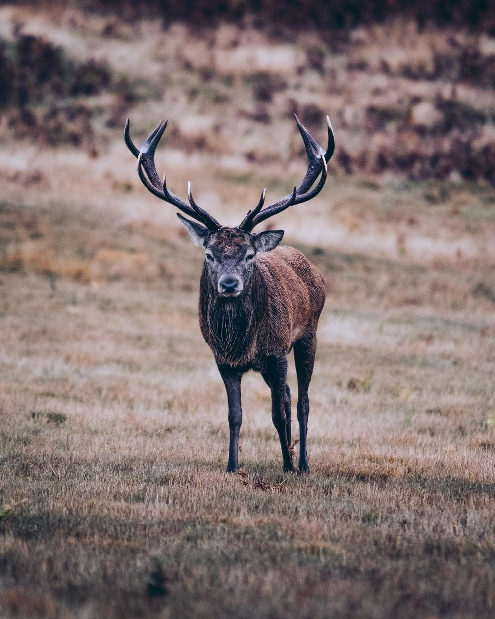 1000x1250 Deer Wallpaper: Free HD Download [HQ]
