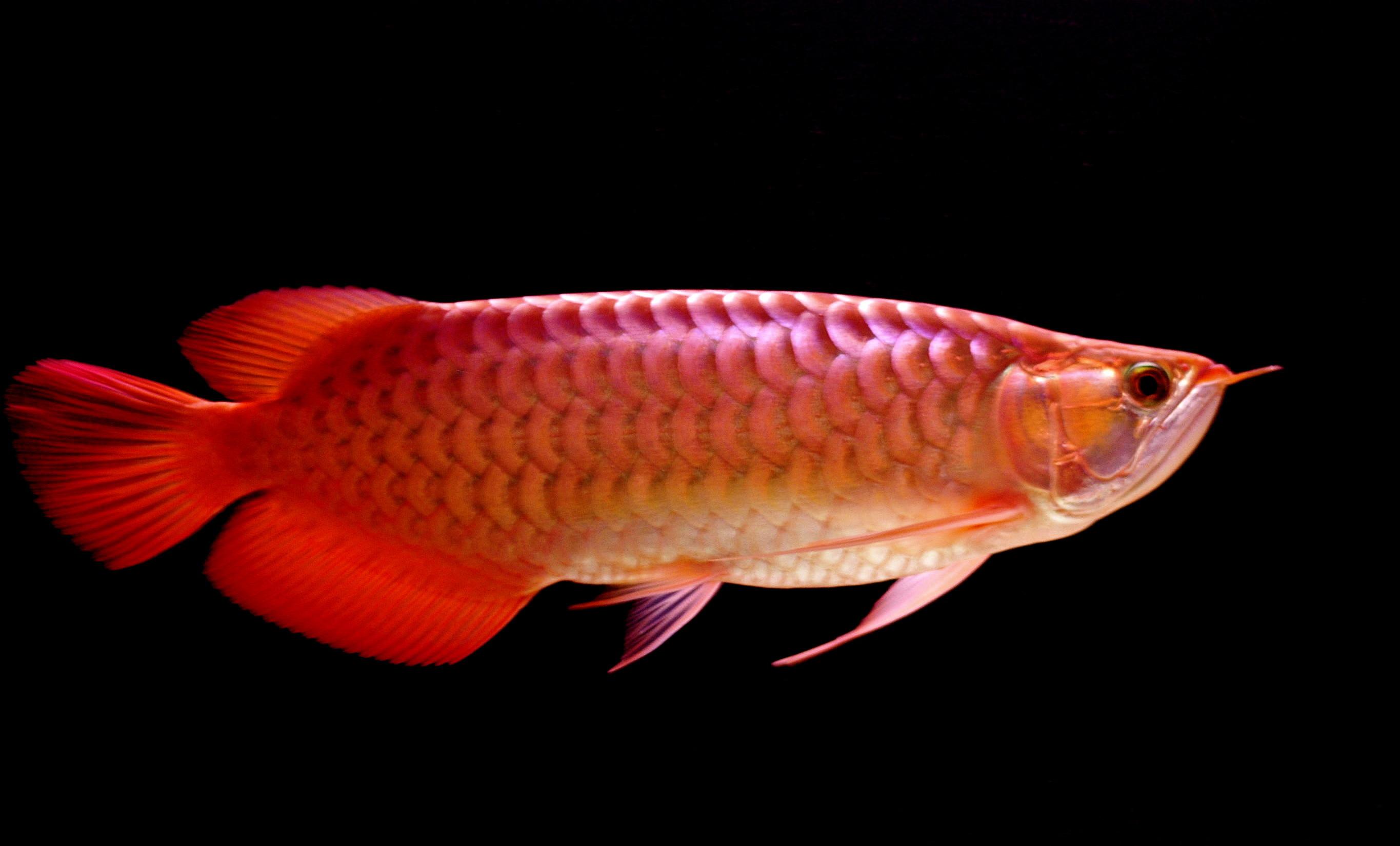 2730x1650 Beautiful Big Red Arowana Fish Photo Picture HD Desktop Wallpaper HD