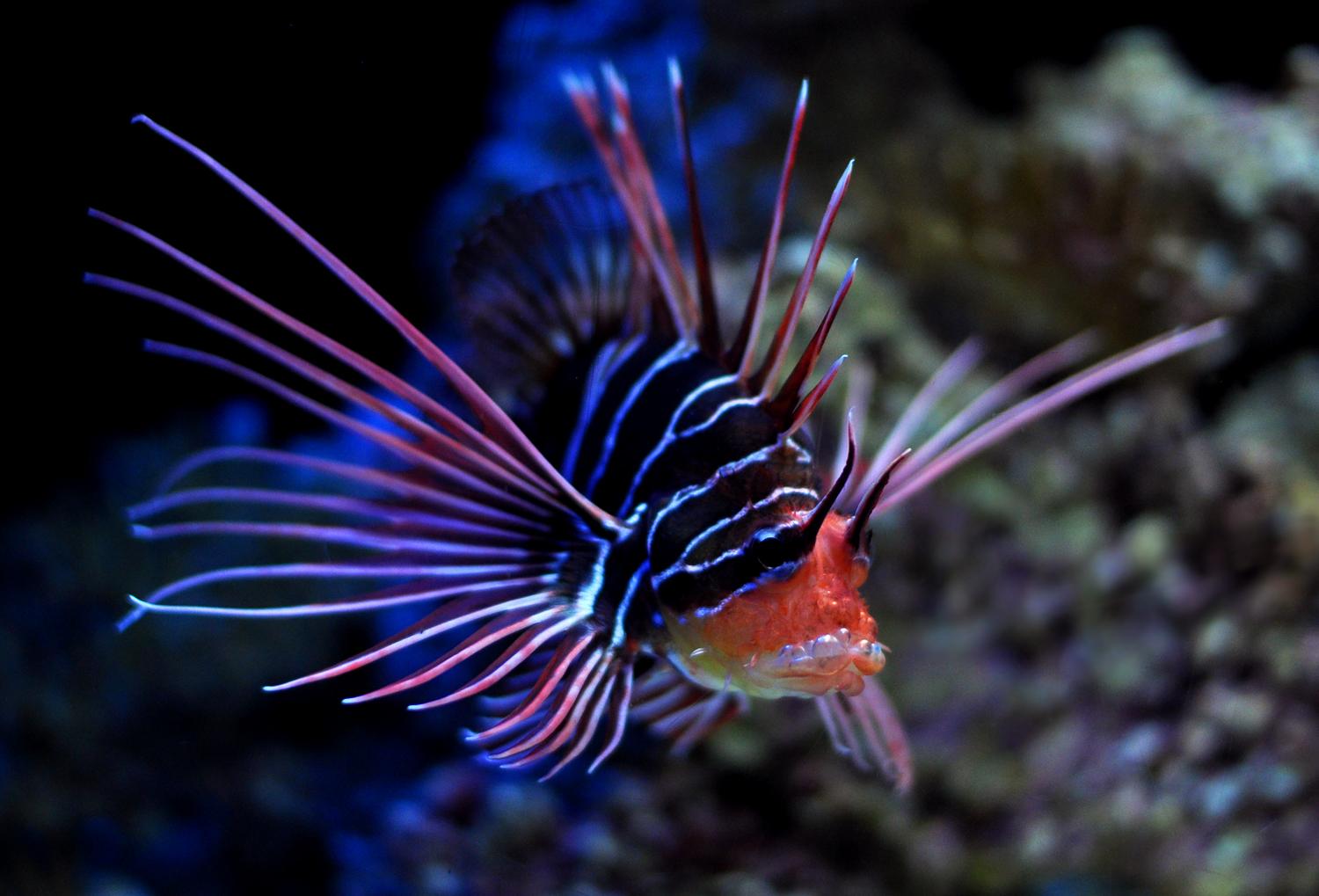 1500x1019 Dragonfish in ocean photo and wallpaper. Cute Dragonfish in ocean picture