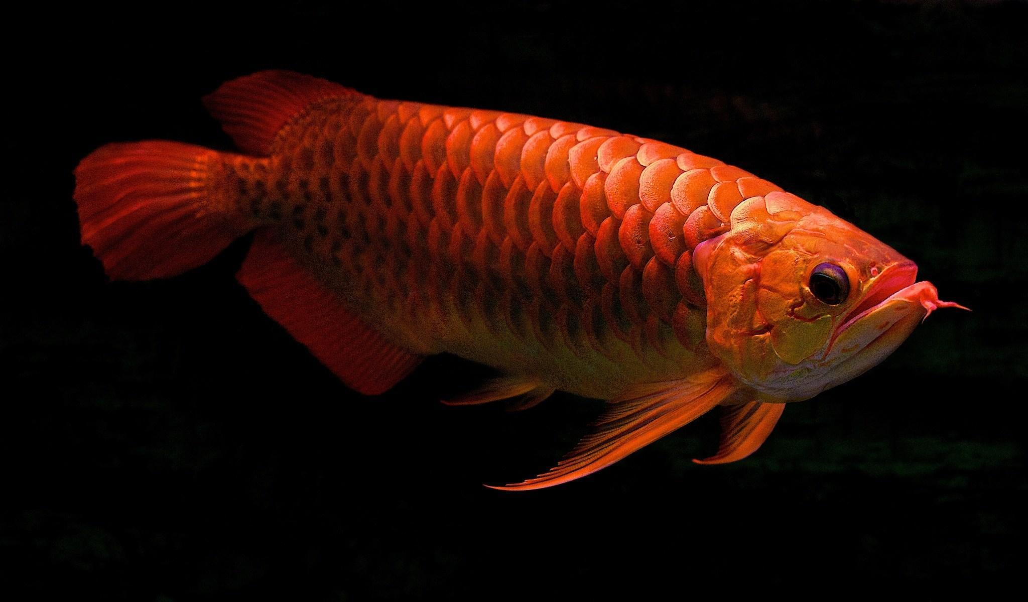 2048x1199 Asian Arowana Wallpaper