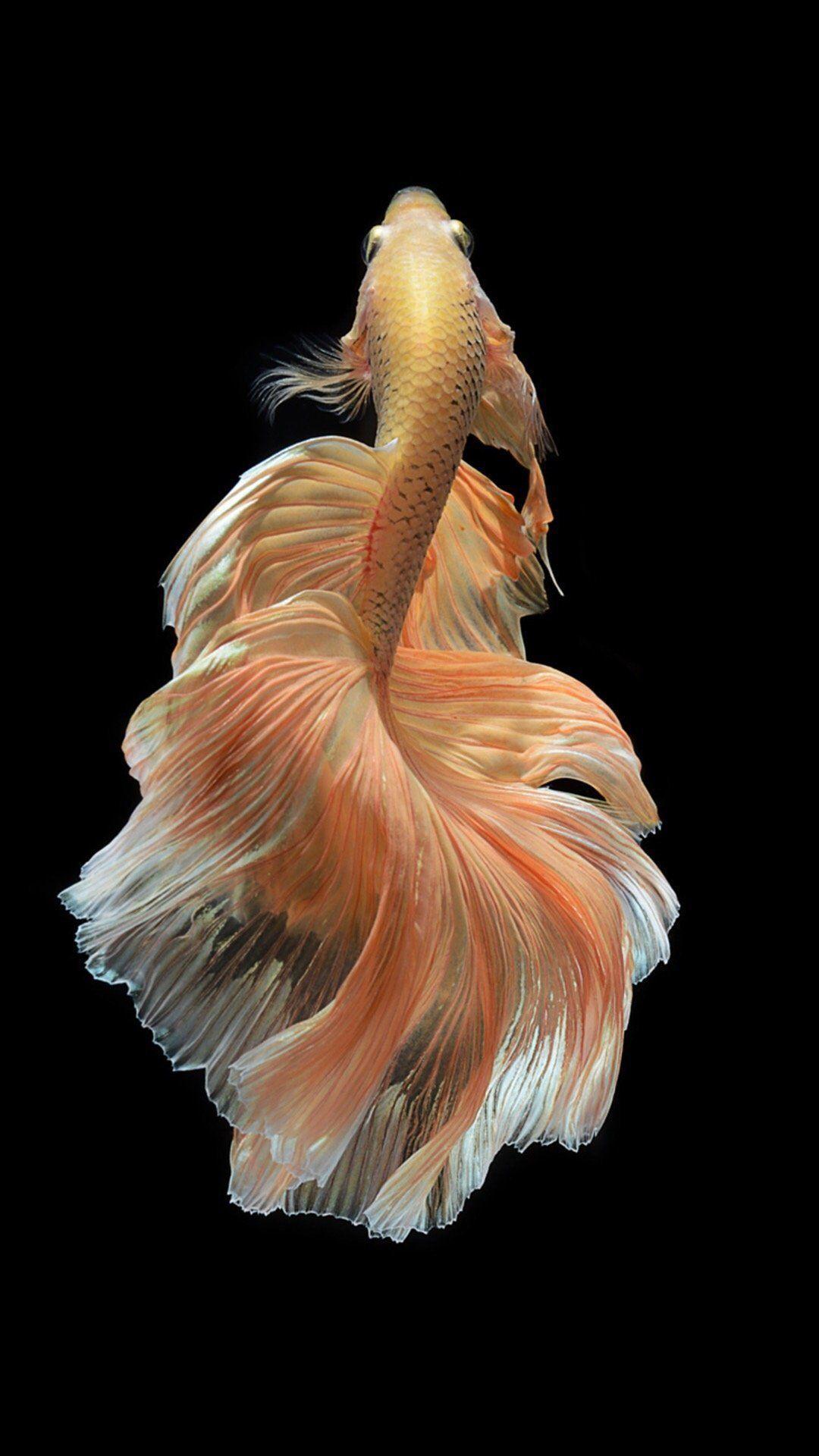 1080x1920 Fish Live Wallpaper iPhone HD Wallpaper