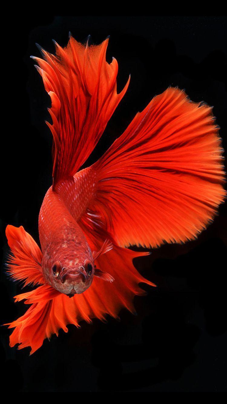 750x1334 Wallpaper iPhone Dragon Betta Fish Wallpaper