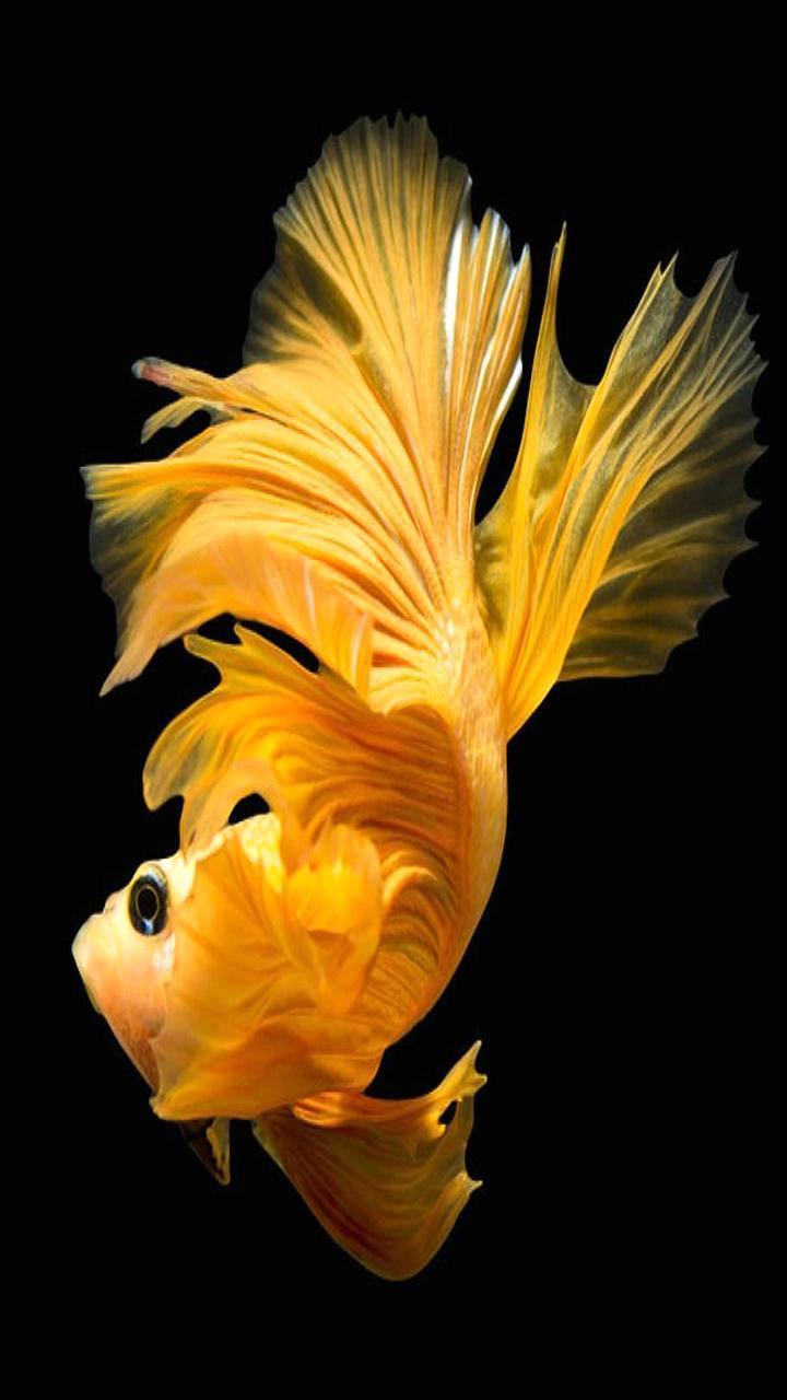 720x1280 Betta Fish Wallpaper HD Free for Android