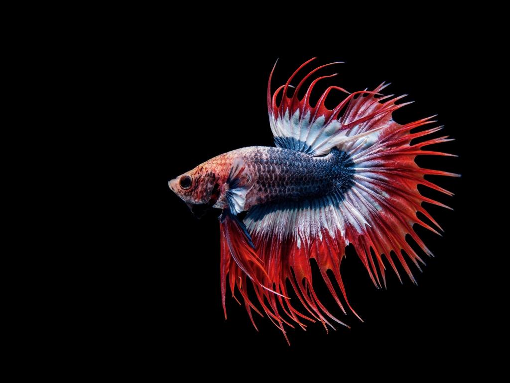 1024x768 Desktop wallpaper betta fish, siamese fighting fish, close up, HD image, picture, background, cafd0d